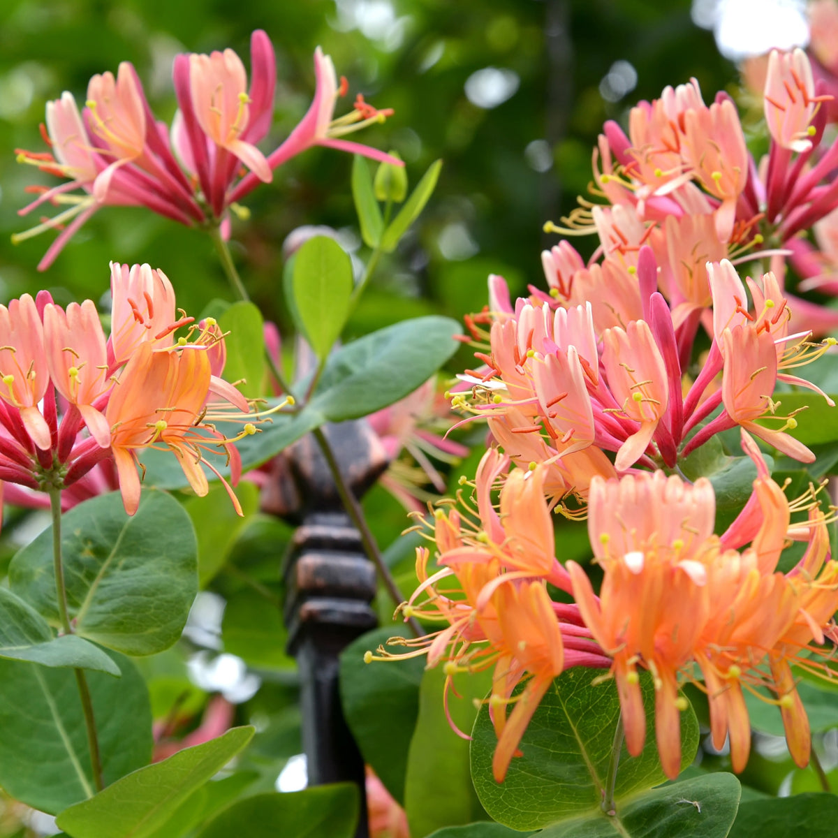 Collection de 3 grimpantes : chèvrefeuille, clématite, vigne vierge - Lonicera heckrottii American Beauty, Clematis patens Piilu, Parthenocissus tricuspidata Veitchii - Willemse