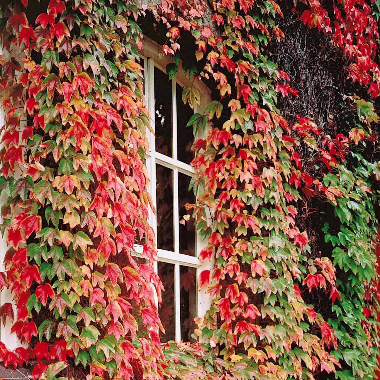 Collections de plantes grimpantes - Collection de 3 grimpantes : chèvrefeuille, clématite, vigne vierge - Lonicera heckrottii American Beauty, Clematis patens Piilu, Parthenocissus tricuspidata Veitchii