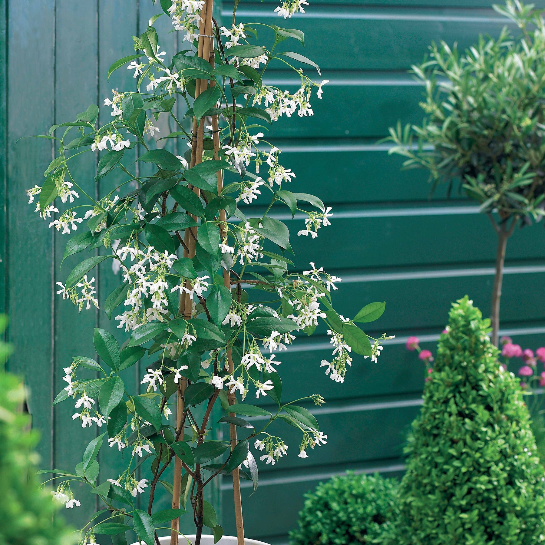 Collection de 3 grimpantes : jasmin, glycine, hortensia grimpant - Trachelospermum jasminoides, wisteria, hydrangea p - Willemse