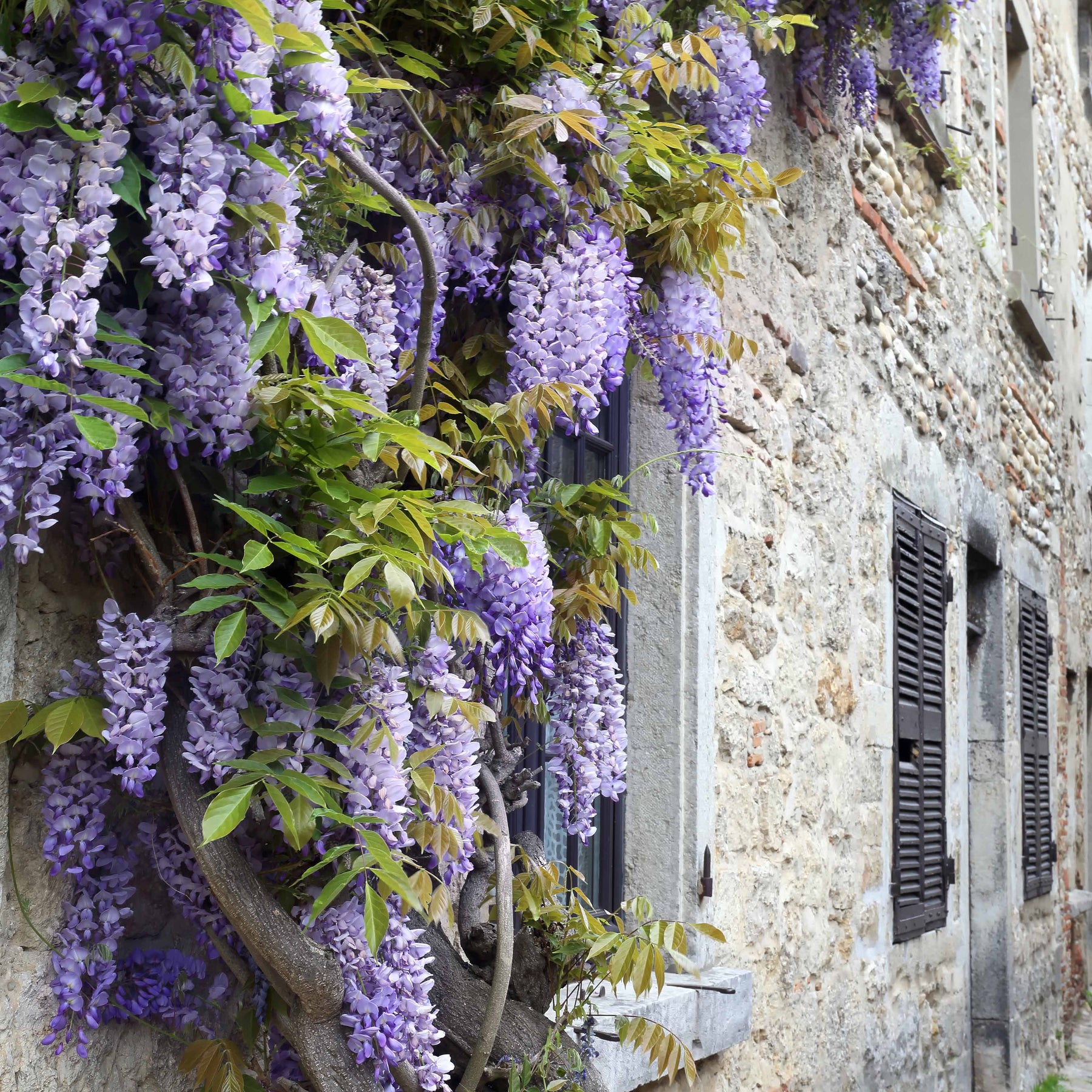 Trachelospermum jasminoides, wisteria, hydrangea p - Collection de 3 grimpantes : jasmin, glycine, hortensia grimpant - Collections d'arbustes