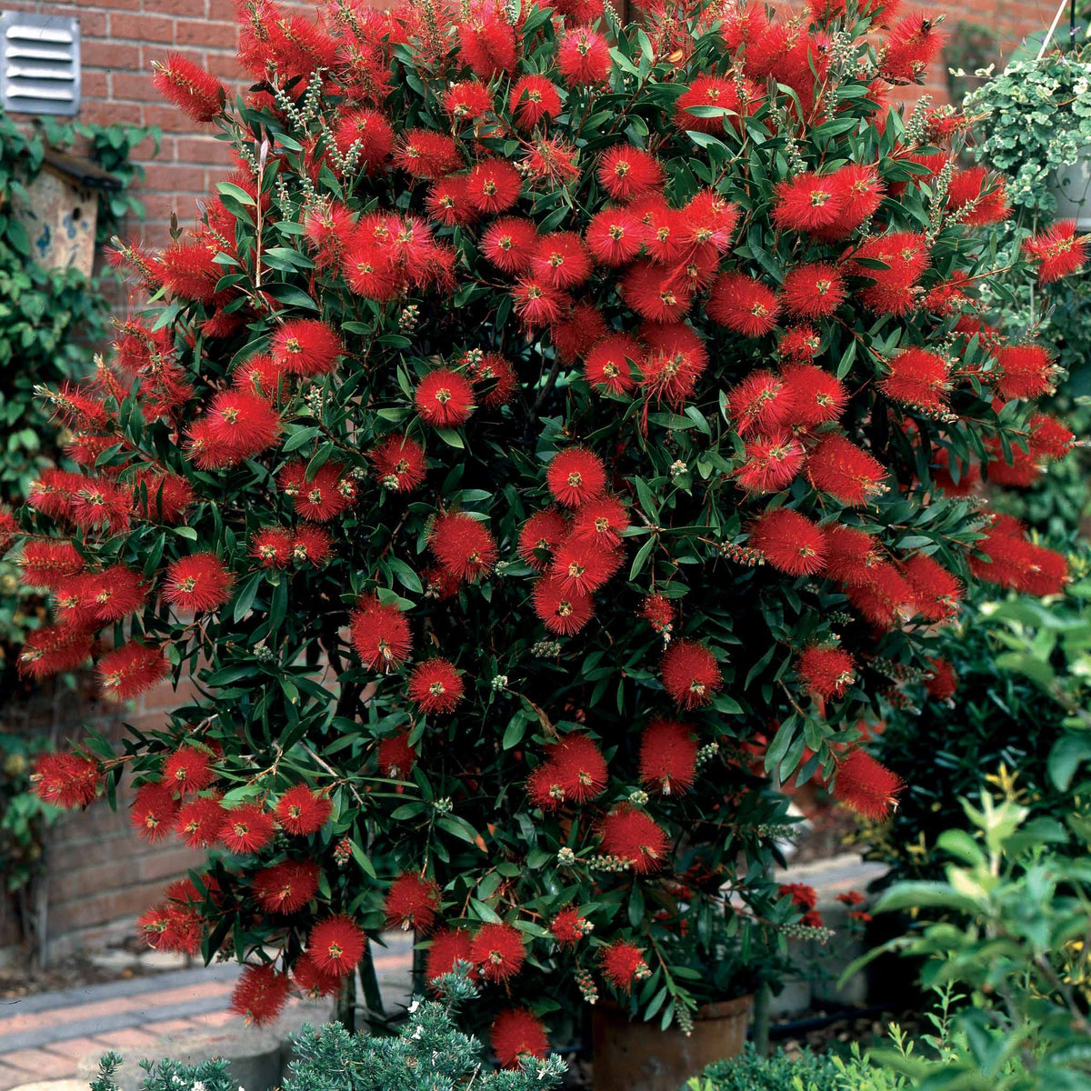 Collection de 3 arbustes : lagerstroemia, callistemon, genêt - Lagerstroemia indica, callistemon laevis, cytisus - Arbustes