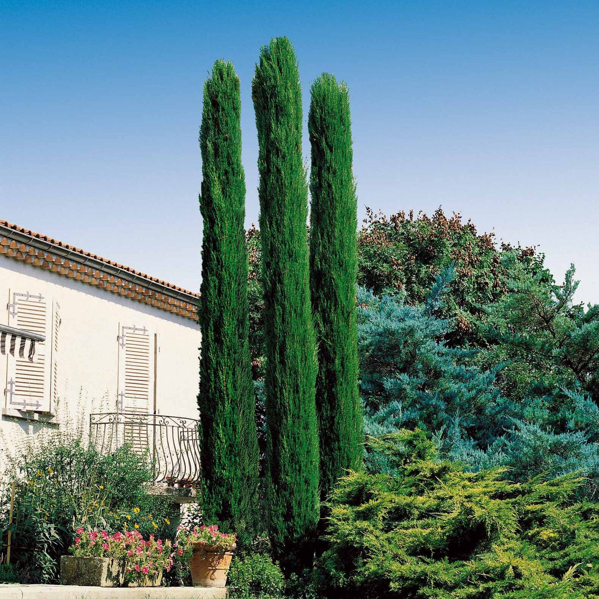 Collection de 3 arbustes : cyprès, céanothe, albizia - Cupressus totem, ceanothus impressus victoria, alb - Arbustes