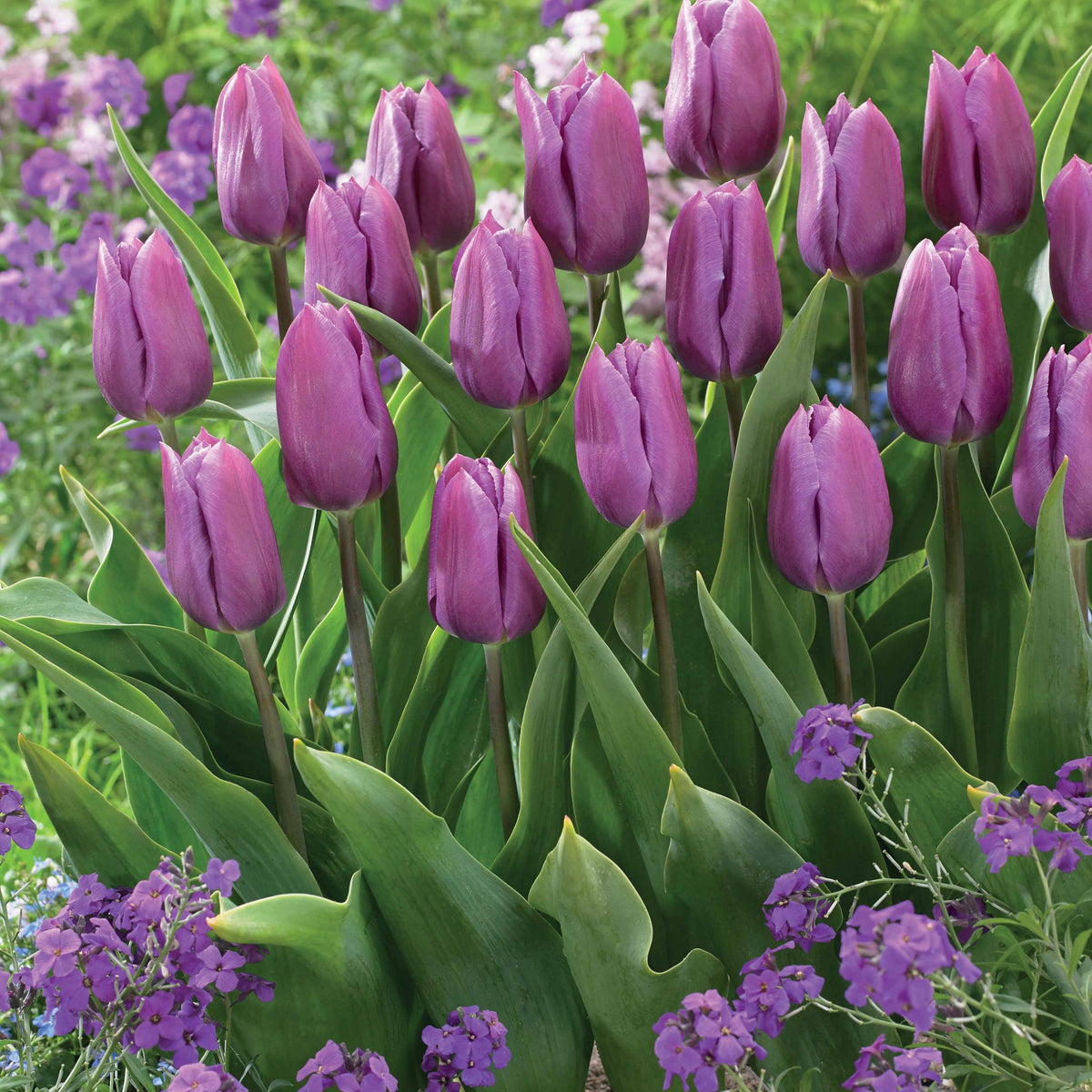 Collection de 20 Tulipes triomphe Bellville et Blue Beauty - Tulipa triompe Bellville, Blue Beauty - Willemse