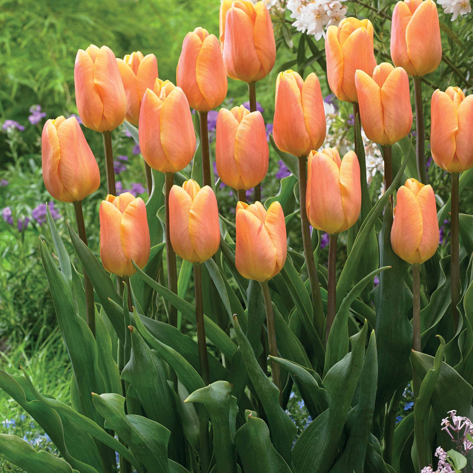 Tulipa triompe (bellville , blue beauty) - Collection de 20 Tulipes triomphe  Bellville et Blue Beauty - Tulipe