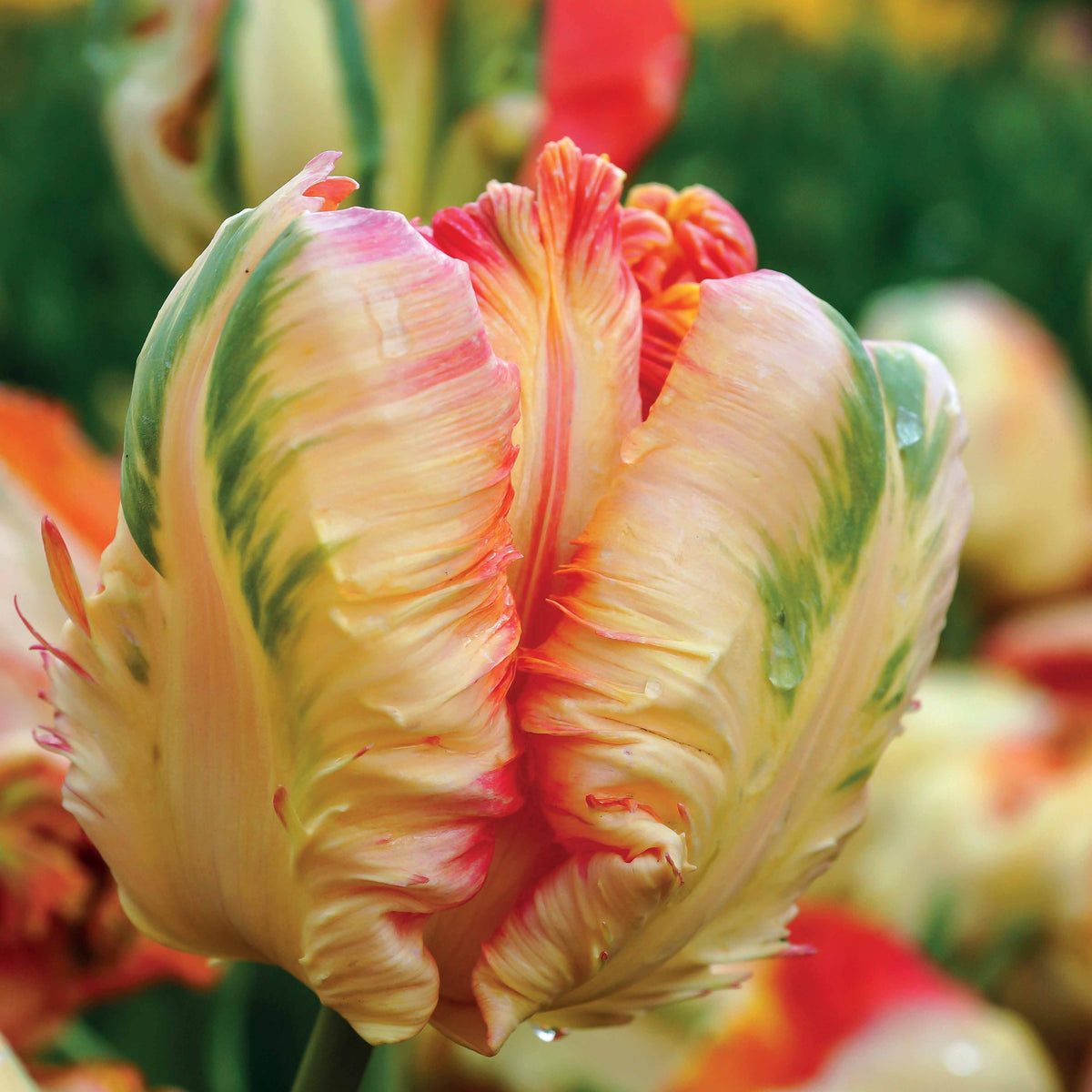 Collection de 24 Tulipes perroquet : Princesse Irene, Black Parrot, Apric - Tulipa Princesse Irene, Black Parrot, Apricot Parrot - Willemse