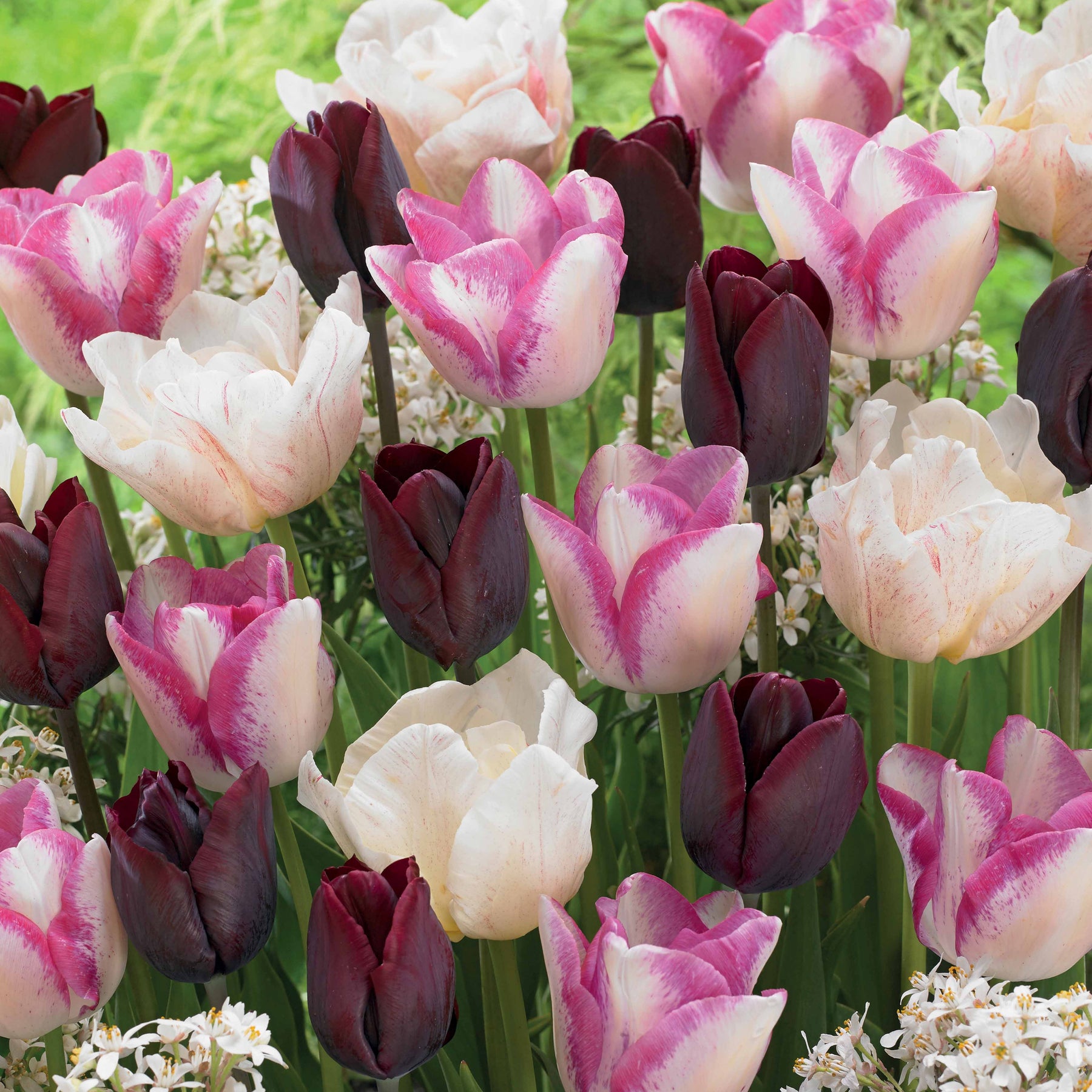 15 Tulipes longues tiges : Silk Road, Del Piero, Ronaldo en mélange - Willemse