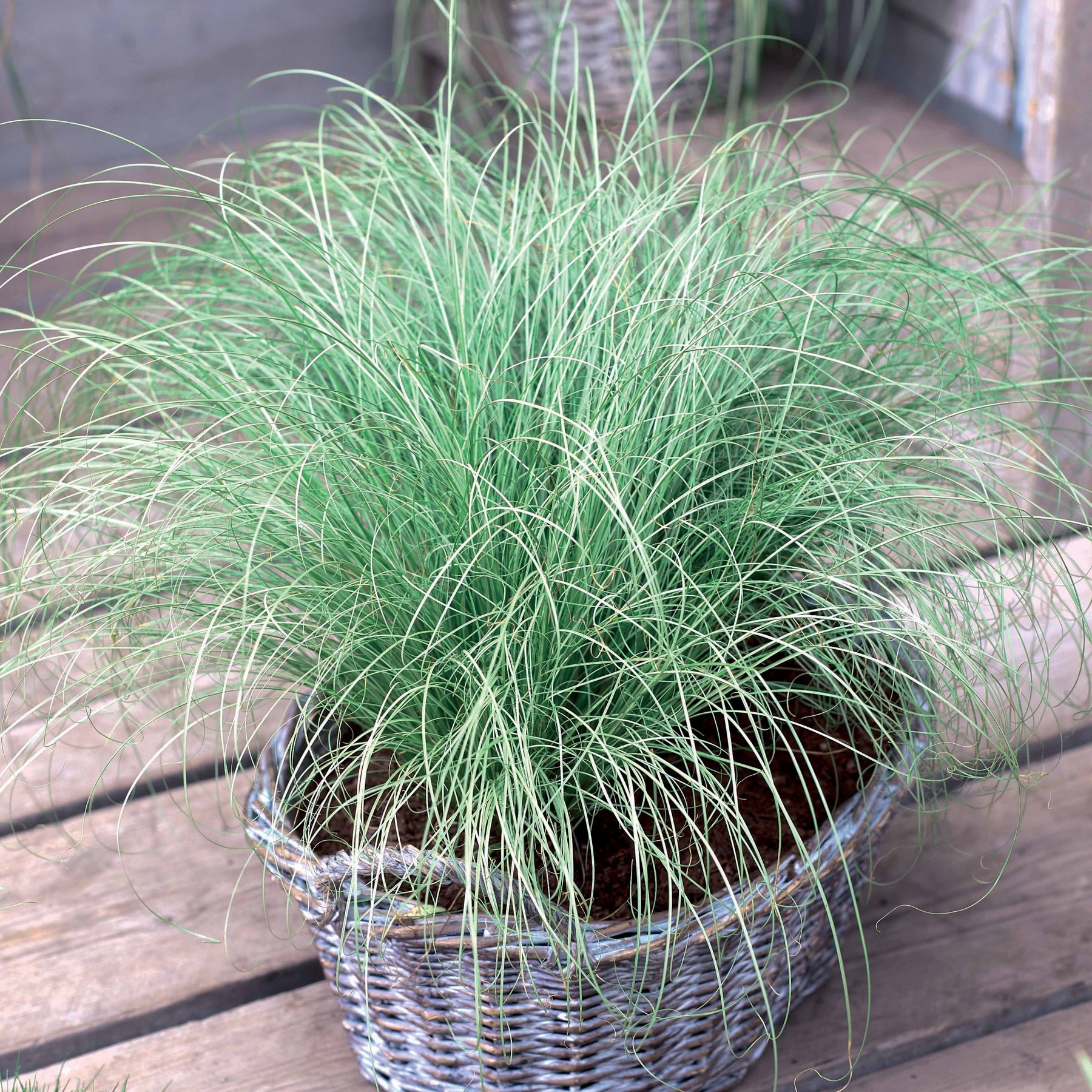 Vente Collection de 7 plantes vivaces à feuillages originaux - Carex  oshimensis Evergreen, Sedum Blue Pearl, Imperata cylindrica Red Baron, Gaura lindheimeri Whirling Butterflies