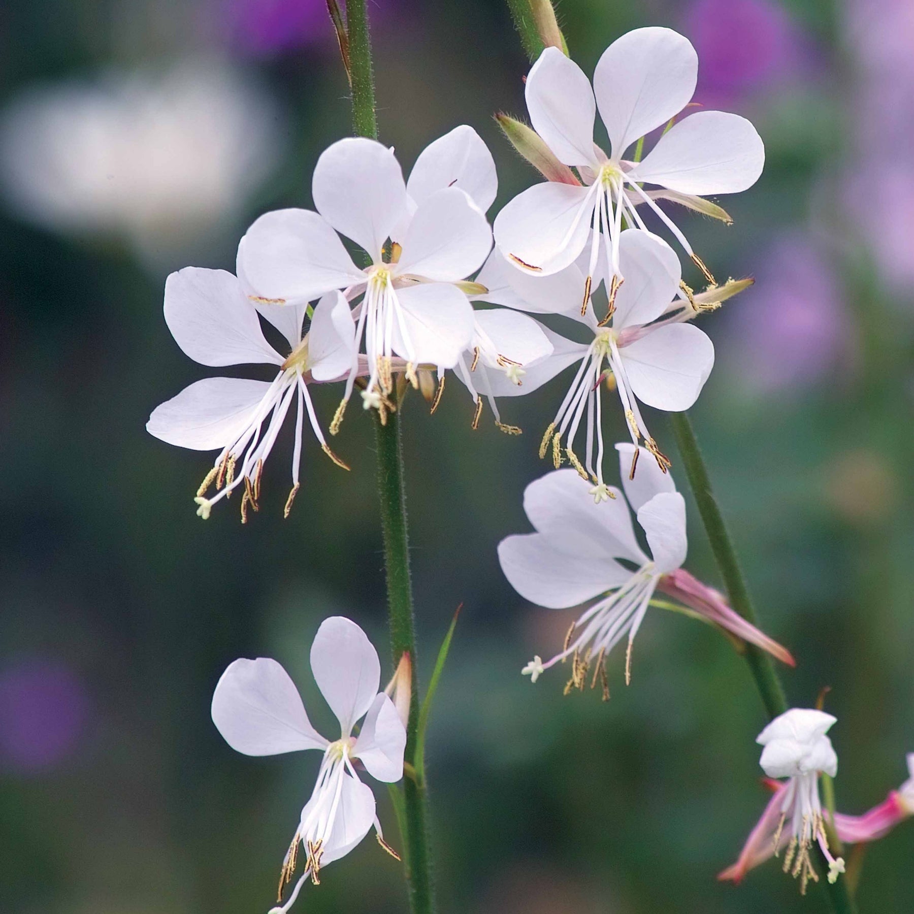 Vente Collection de 7 plantes vivaces à feuillages originaux