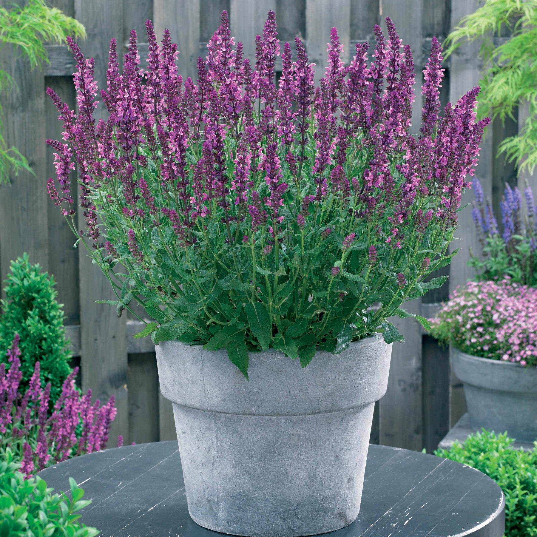 Collection de 12 plantes vivaces pour jardin coloré - Alchemilla mollis, Leucanthemum superbum, Salvia nemorosa, Asclepia incarnata - Willemse