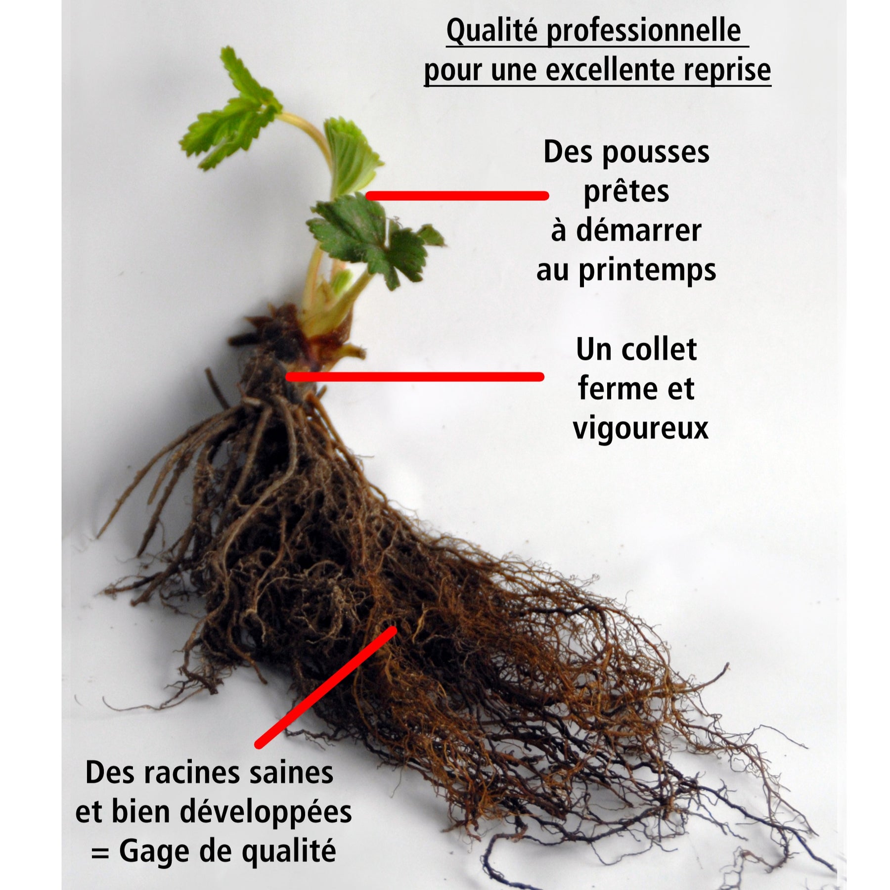 Vente Collection de 9 Fruitiers à fruits rouges - Rubus idaeus 'sumo 2', ribes rubrum 'rovada', frag