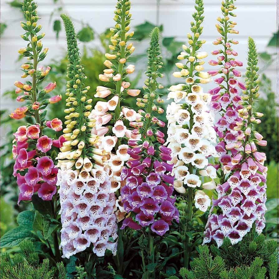 Vente Collection de 9 plantes vivaces pour la mi-ombre - Veronicastrum virginicum, digitalis purpurea, alchemilla mollis