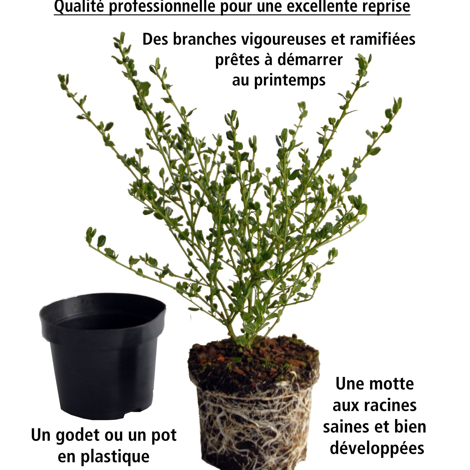 Vente Collection de 2 Céanothes