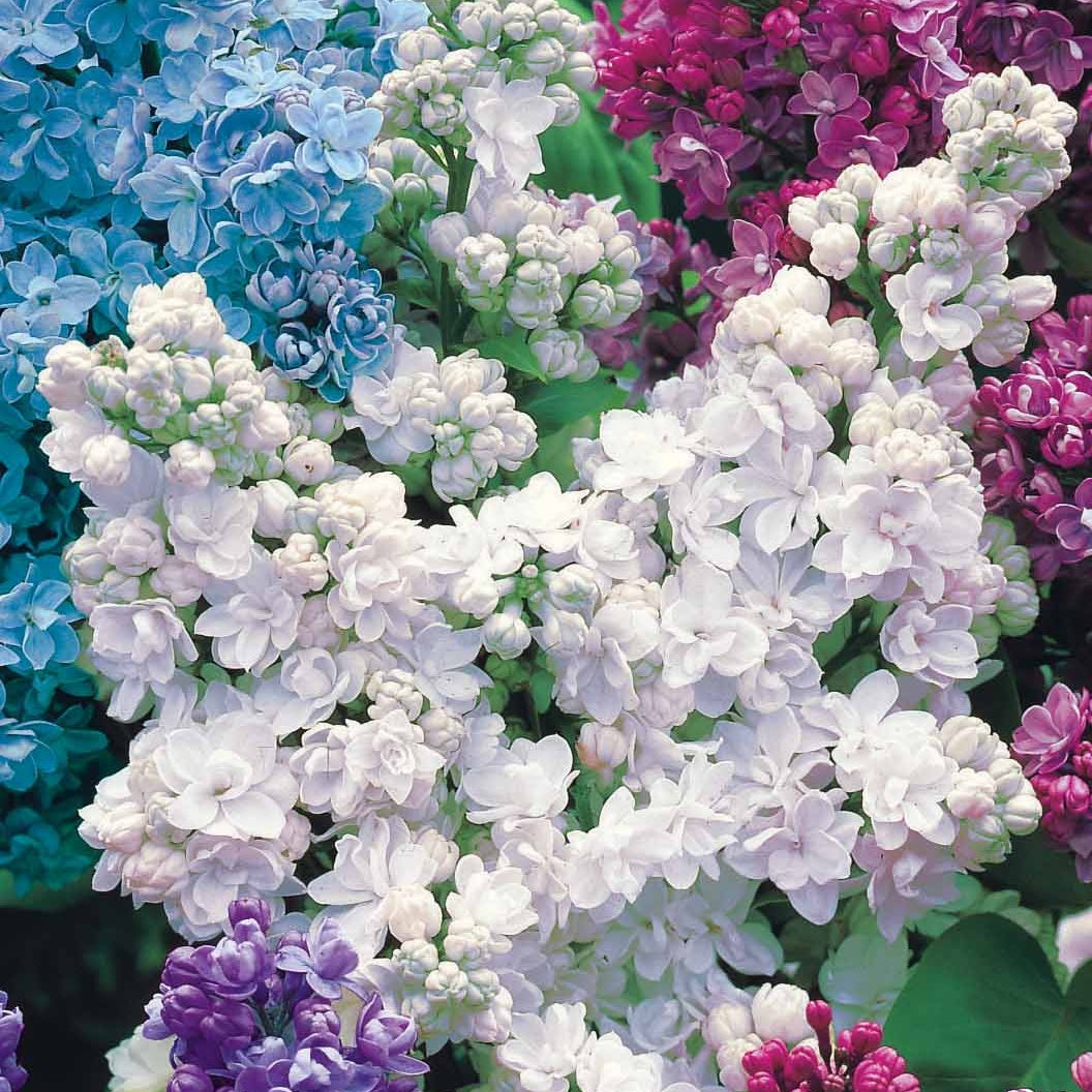 Collection de 4 Lilas doubles - Syringa vulgaris - Arbustes