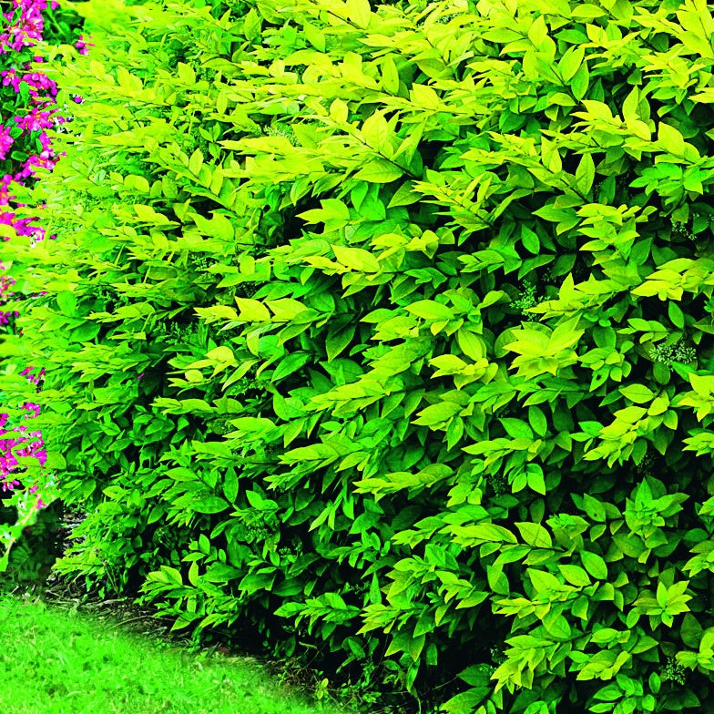 Collection Haie fleuries d'été - 6 arbustes - Hypericum, spiraea, ligustrum aureum, caryopteris, - Willemse