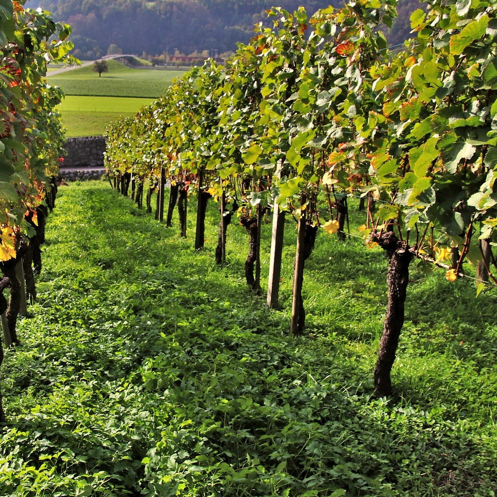 Collection de 3 Viticoles : Vitis vinifera Pinot, Merlot, Chardonnay - Vitis vinifera Pinot, Merlot, Chardonnay - Plantes