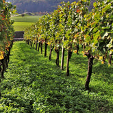 Collection de 3 Viticoles : Vitis vinifera Pinot, Merlot, Chardonnay - Willemse