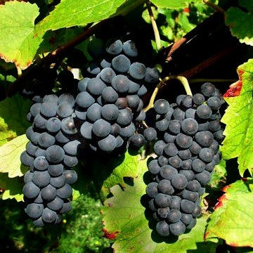 Vitis vinifera Pinot, Merlot, Chardonnay - Collection de 3 Viticoles : Vitis vinifera Pinot, Merlot, Chardonnay - Vigne