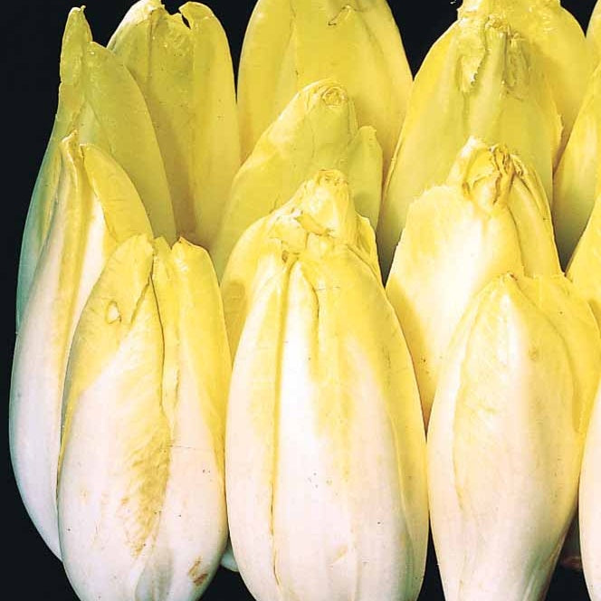 Chicorée Witloof Flash F1 (170 gr. enrobées) - Willemse