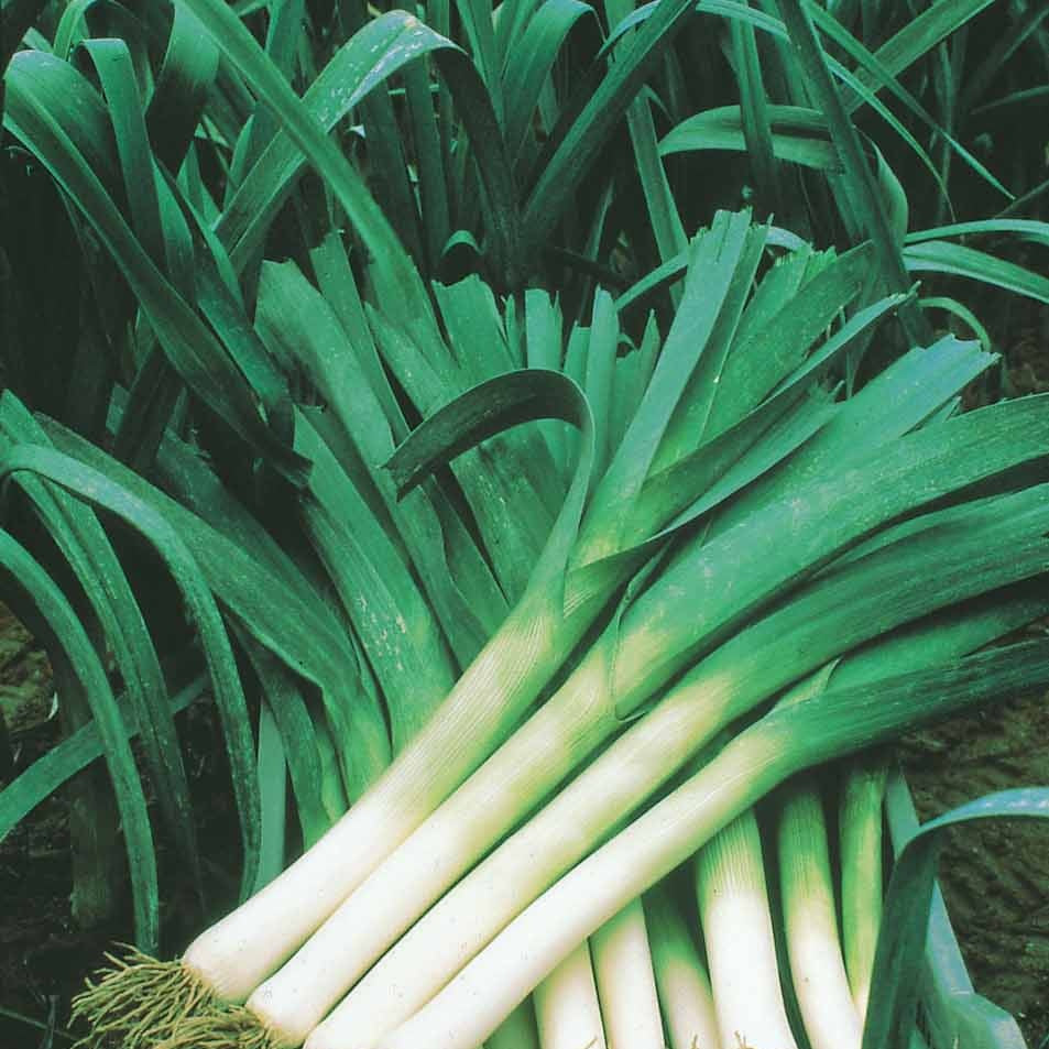 Poireau Bleu de Solaise (60 g) - Willemse