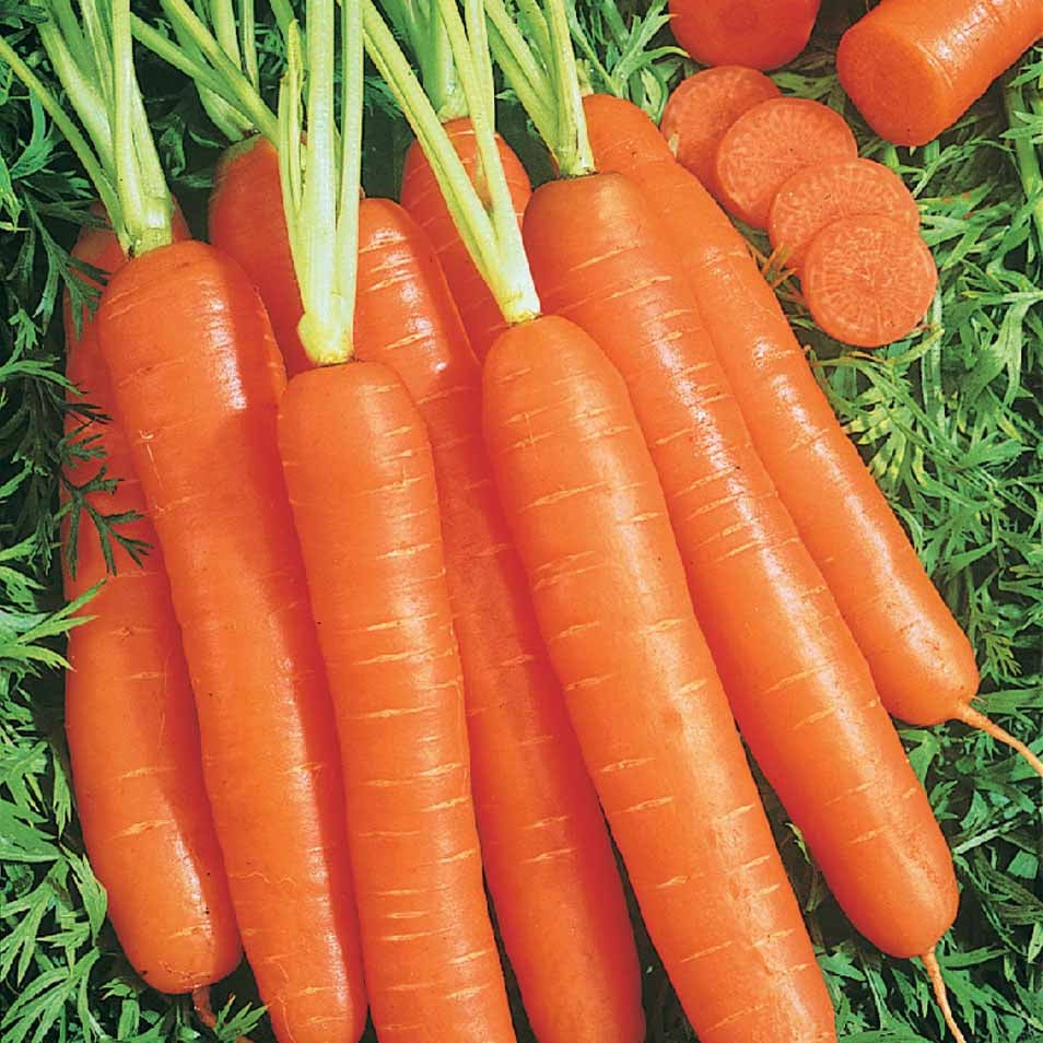 Carotte Longue lisse de Meaux (200 g enrobées) - Willemse