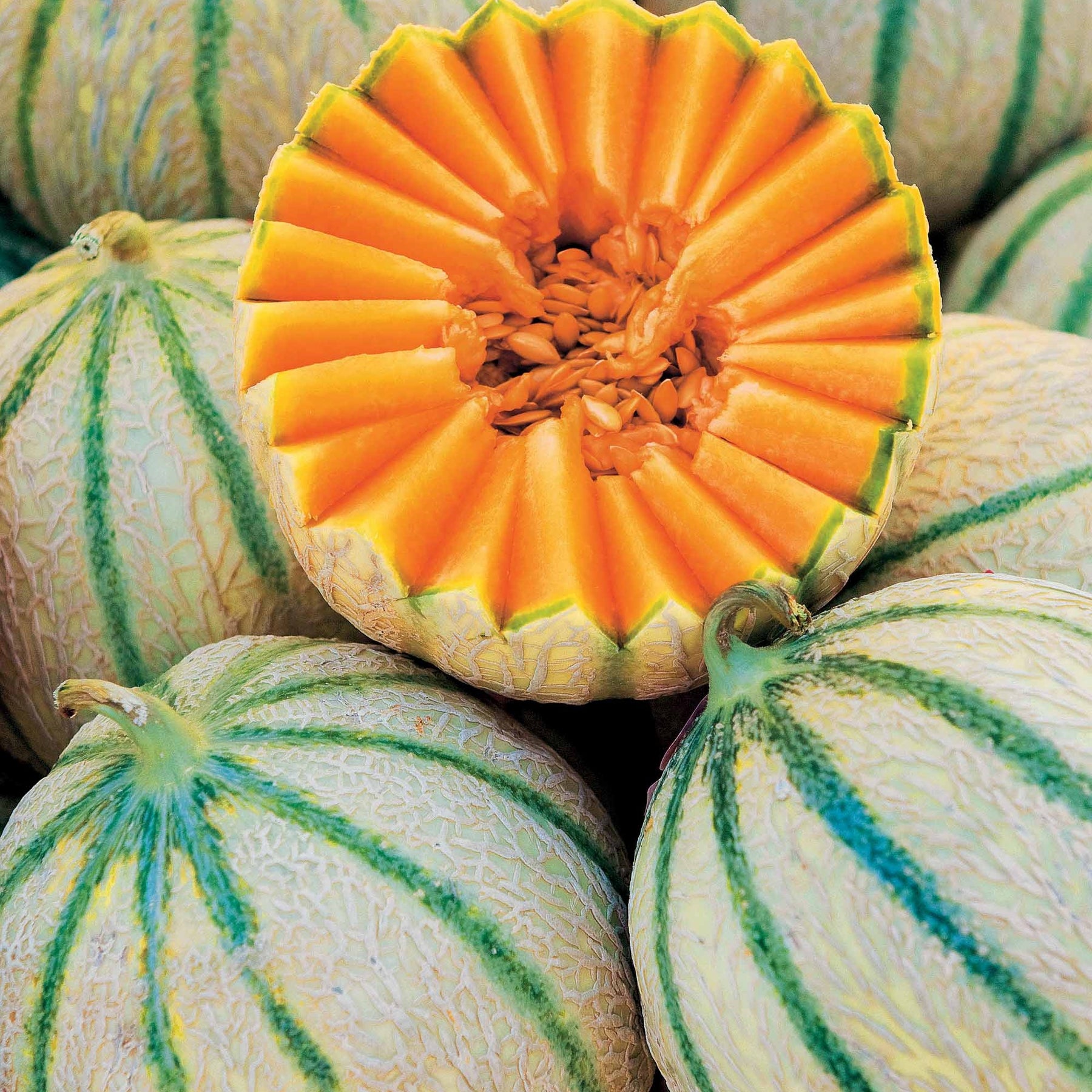 Melon Rubens F1 (Obt. Clause) - Willemse