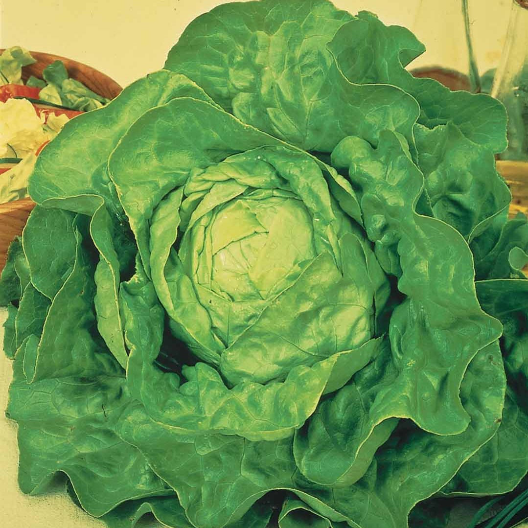 Collection Mon 1er potager de 5 m² - - Willemse