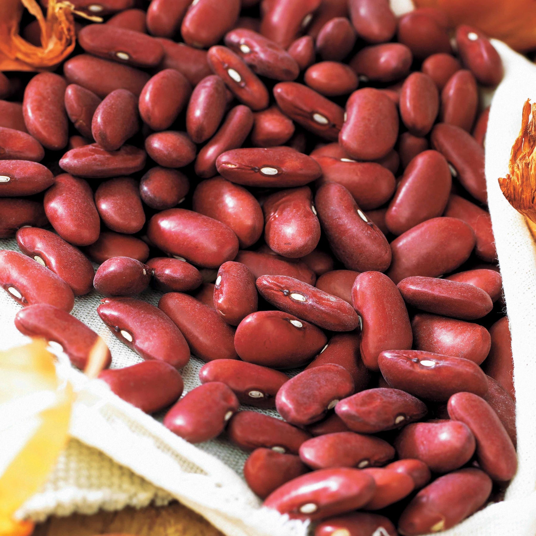 Phaseolus vulgaris rouge canadian wonder - Haricot rouge Canadian Wonder - Graines de fruits et légumes