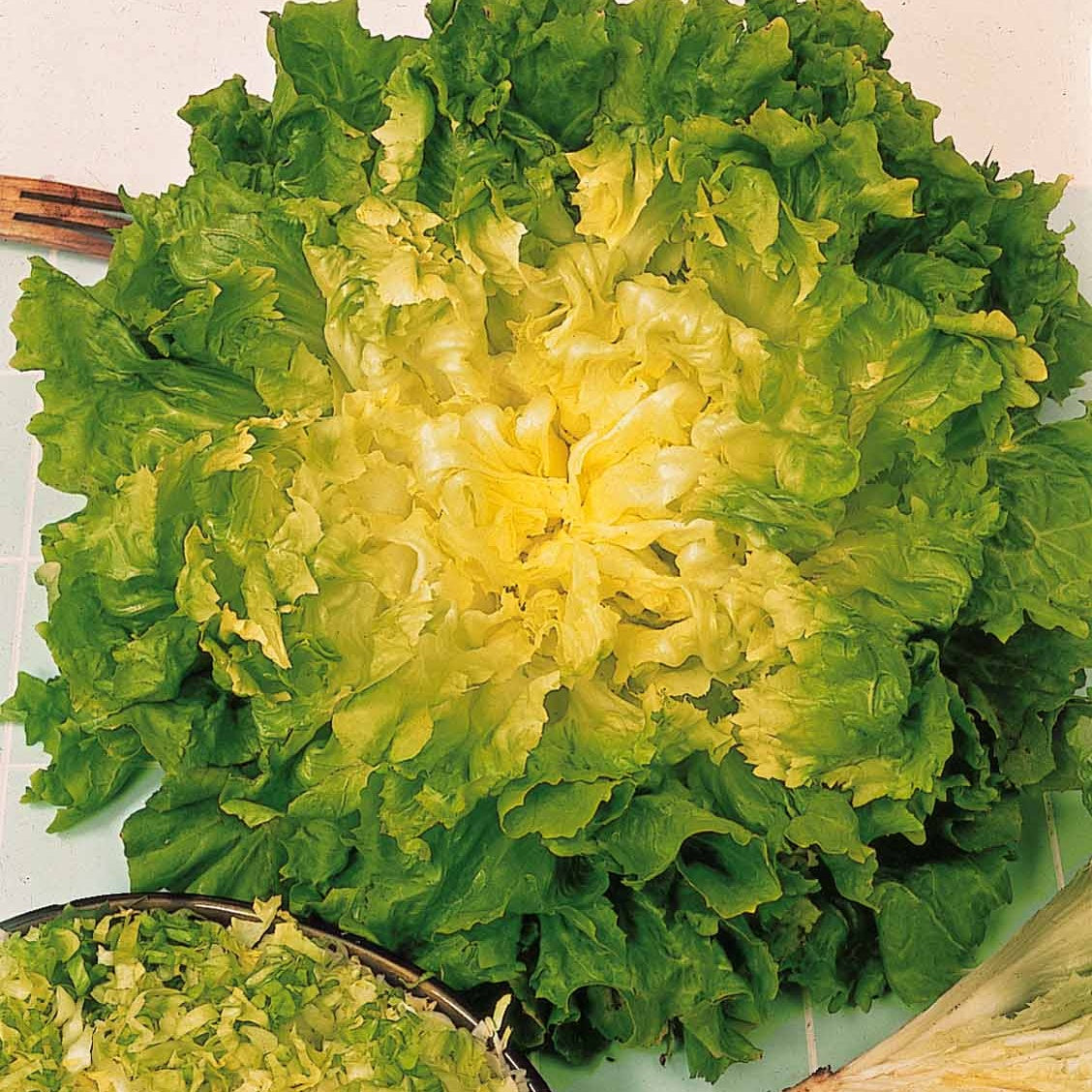 Chicorée scarole Blonde à coeur plein (ruban) - Willemse