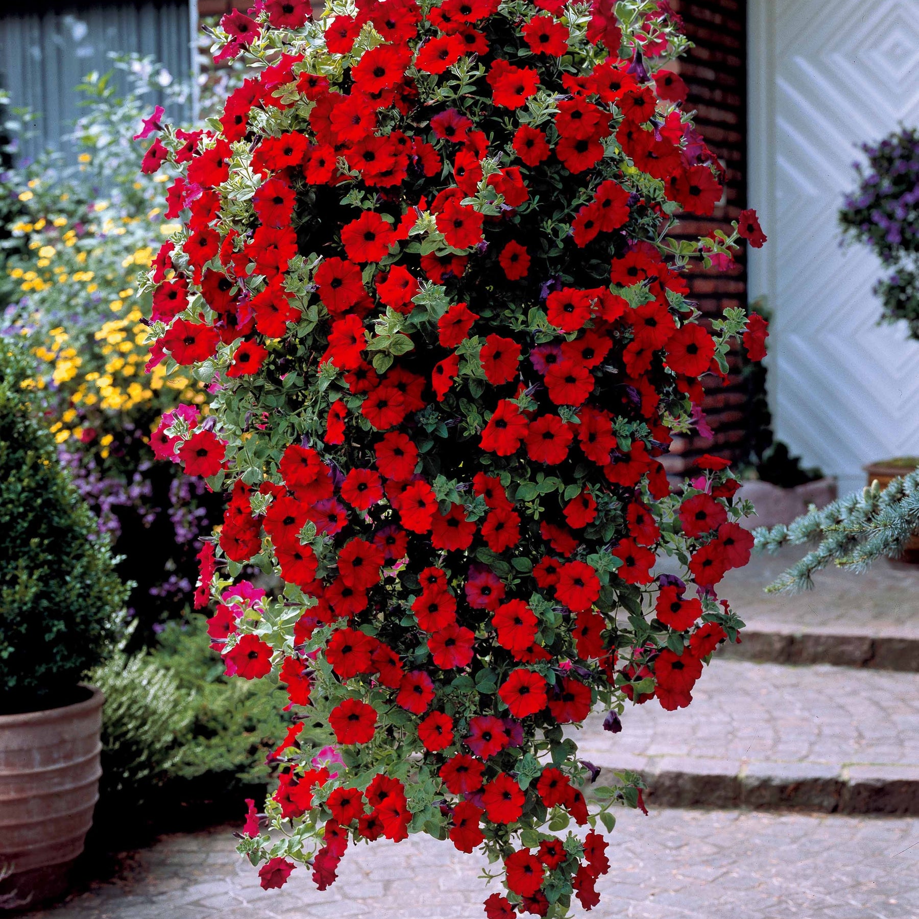 Pétunia retombant Easy Wave Red F1 - Willemse
