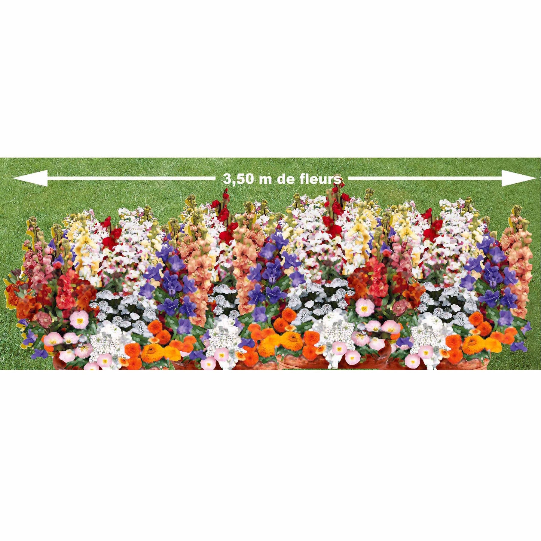 Tapis de fleurs parfumées en mélange - Willemse