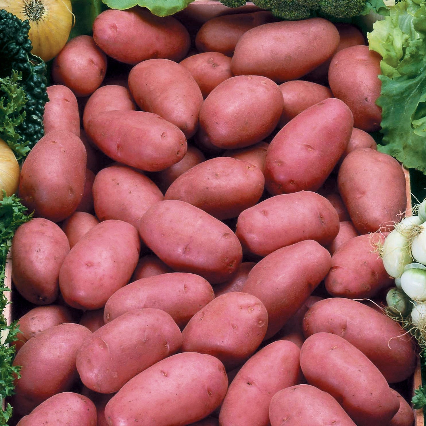 25 Pommes de terre Rosabelle - Willemse