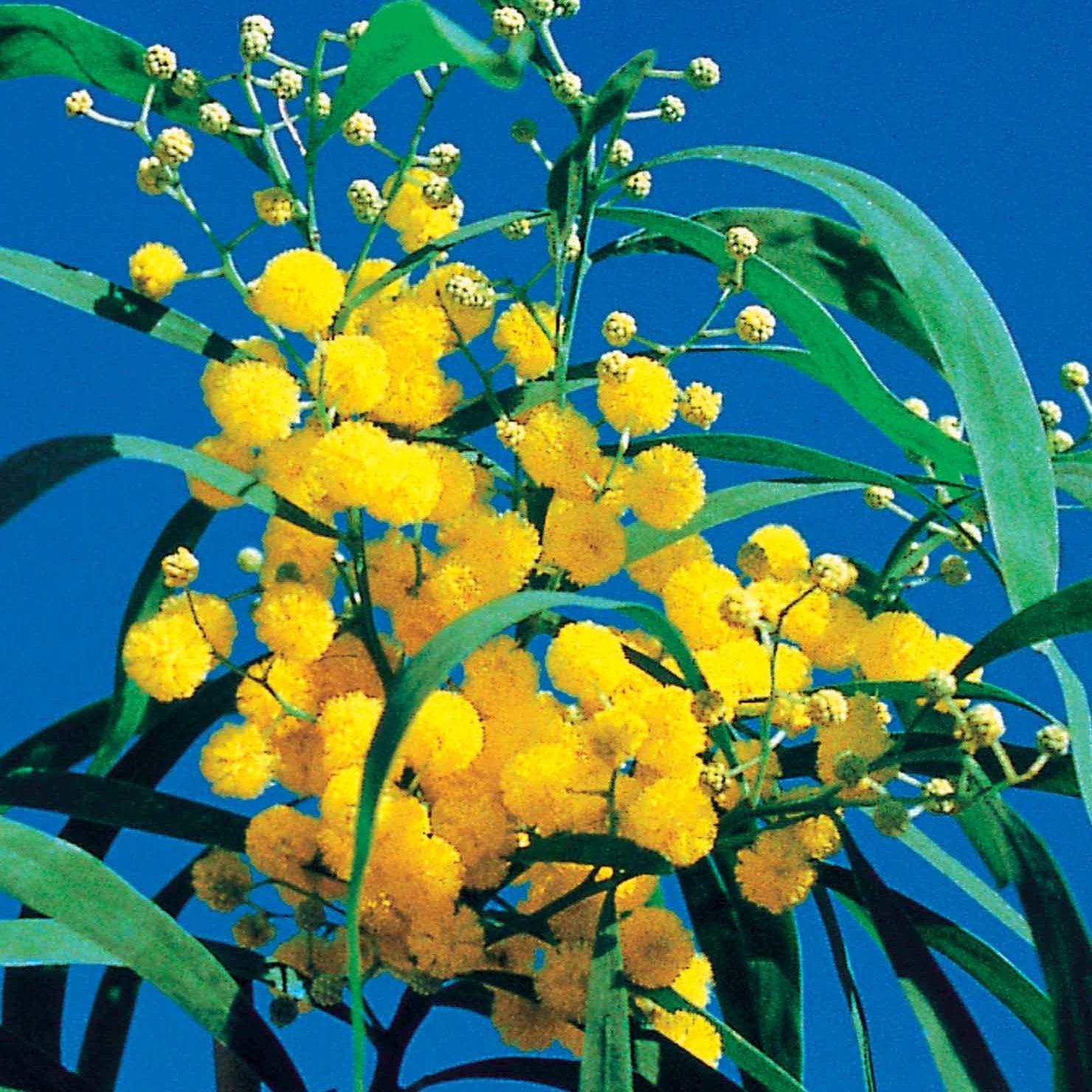 Acacias - 2 Mimosas des 4 saisons - Acacia retinoïdes