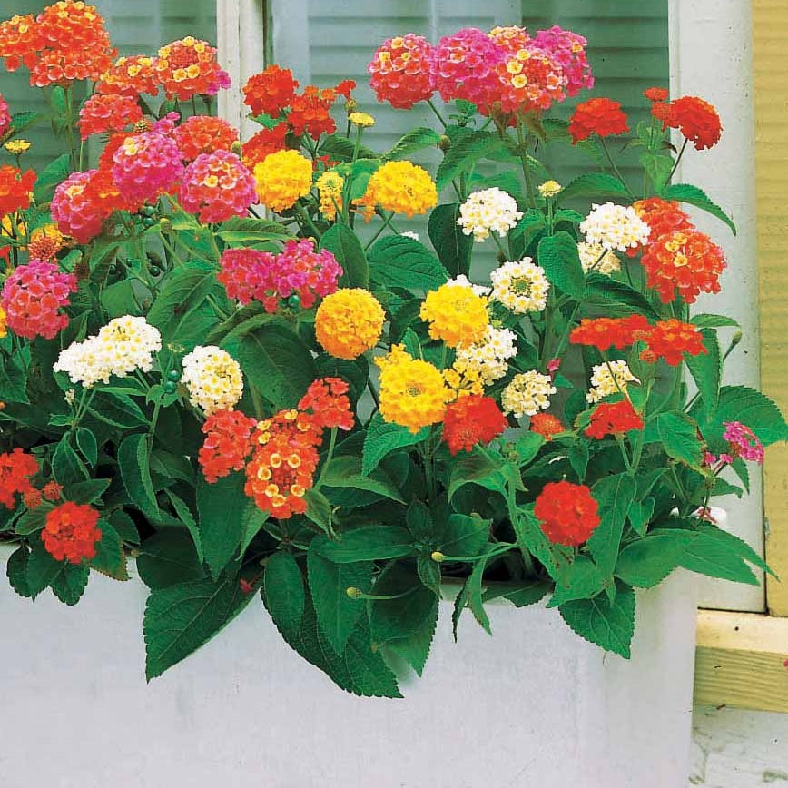 6 Lantanas en mélange - Willemse