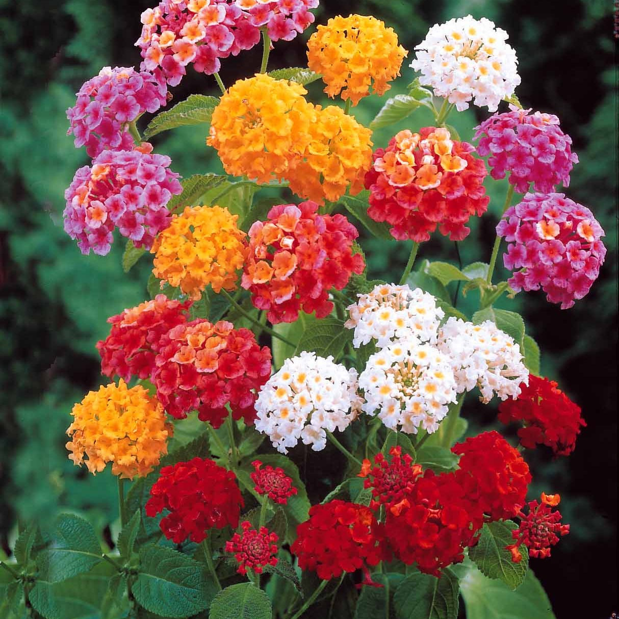 Arbustes - 6 Lantanas en mélange - Lantanas camara
