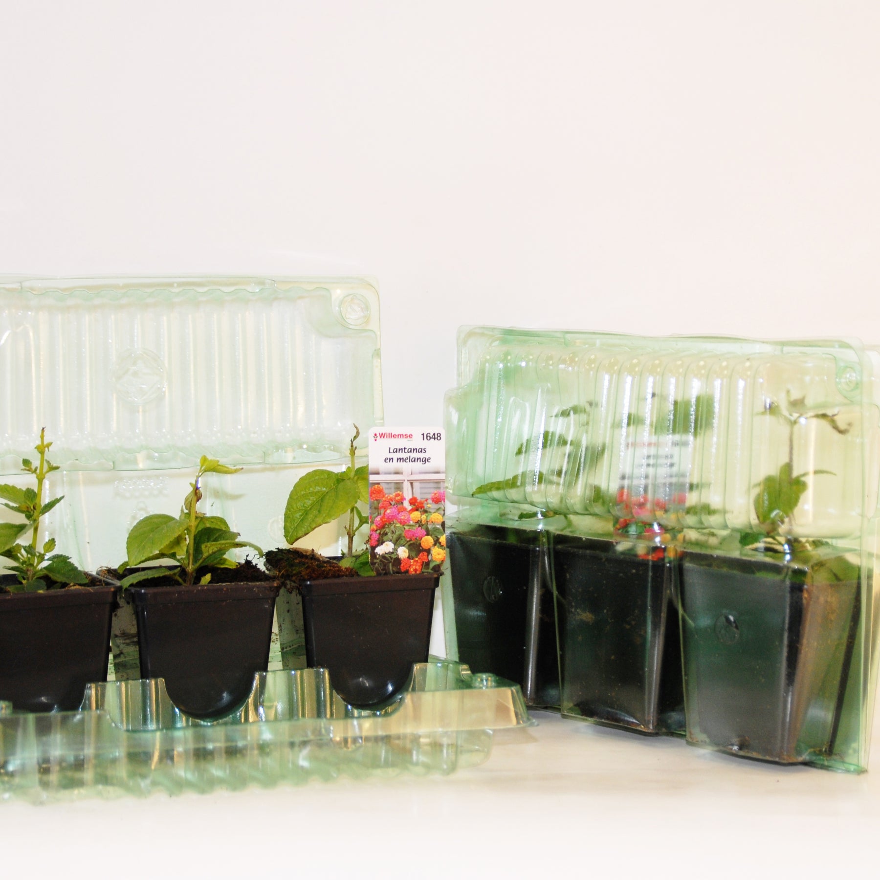 Vente 6 Lantanas en mélange