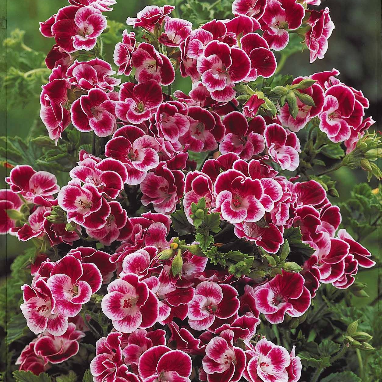 6 Géraniums parfumés Pansy - Willemse