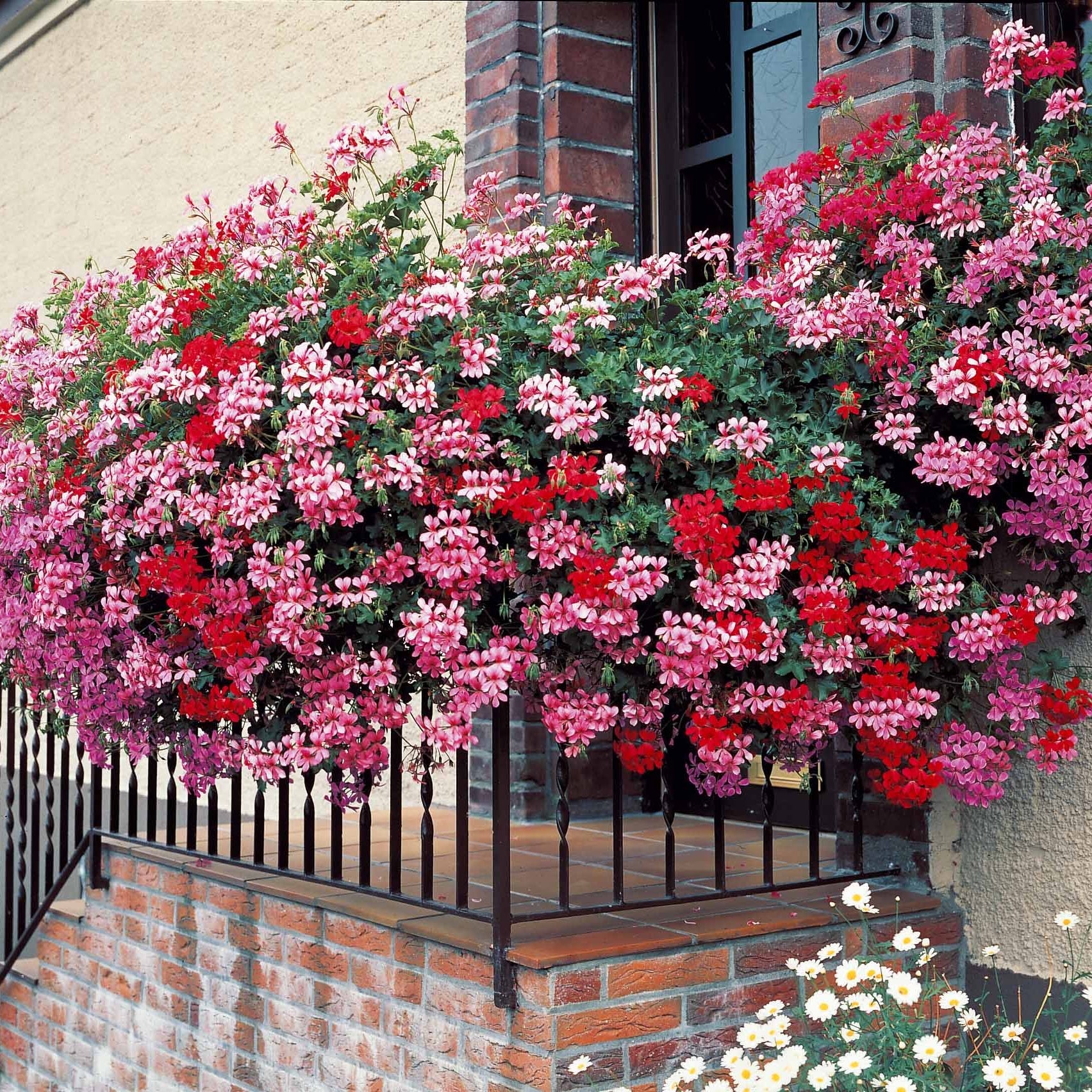 6 Géraniums-lierre rouges - Pelargonium peltatum - Willemse