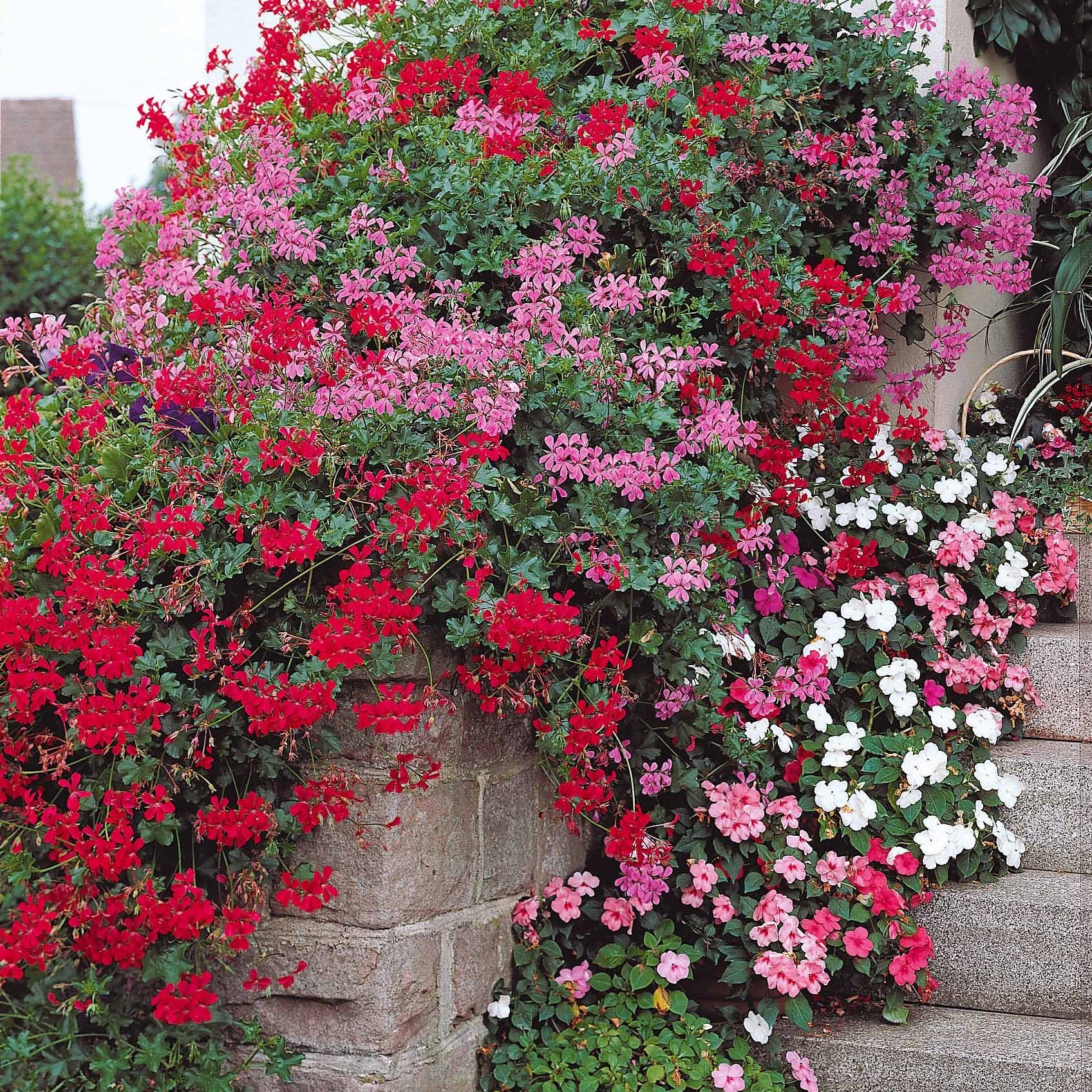 Géranium de balcon - 6 Géraniums-lierre rouges - Pelargonium peltatum