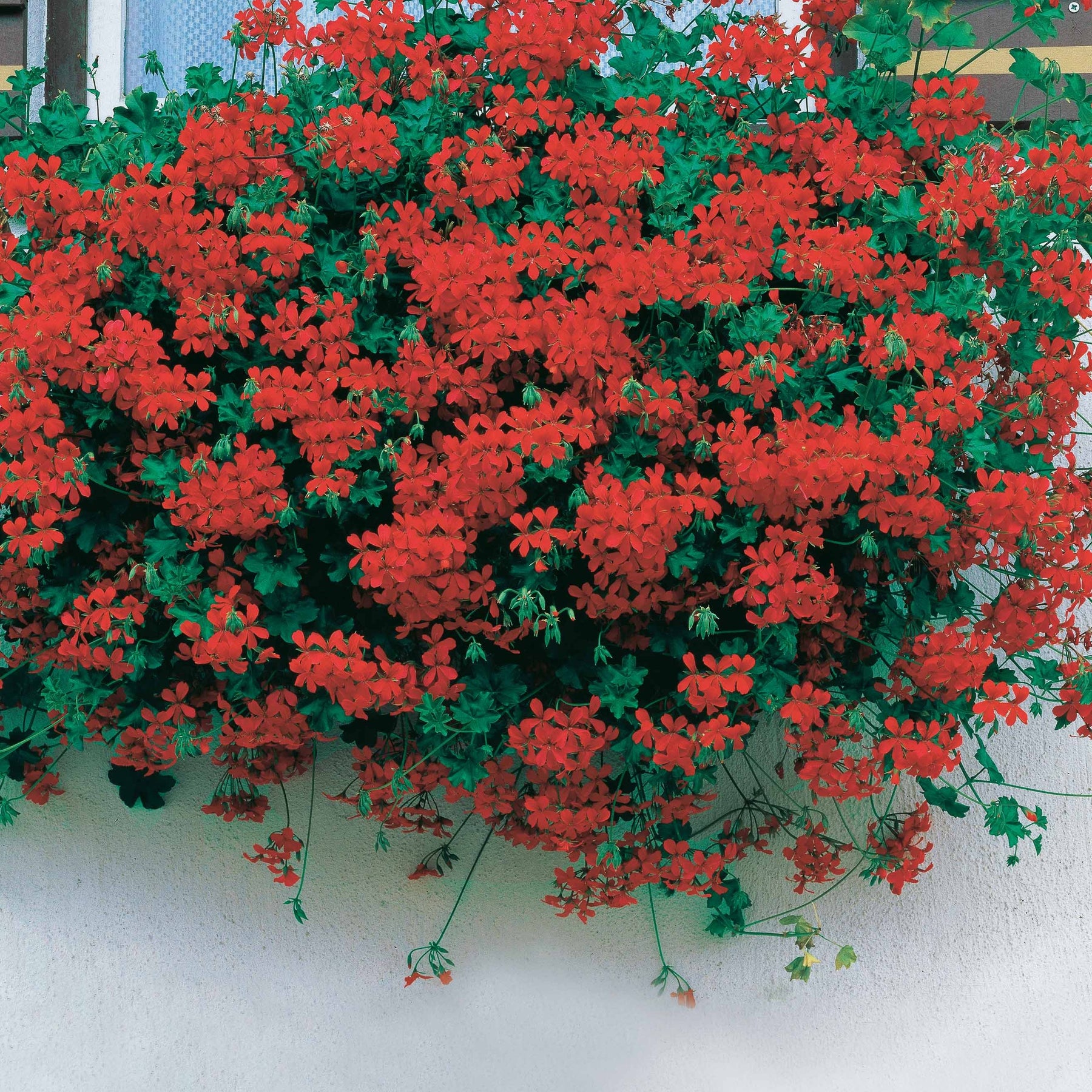 Vente 6 Géraniums-lierre rouges