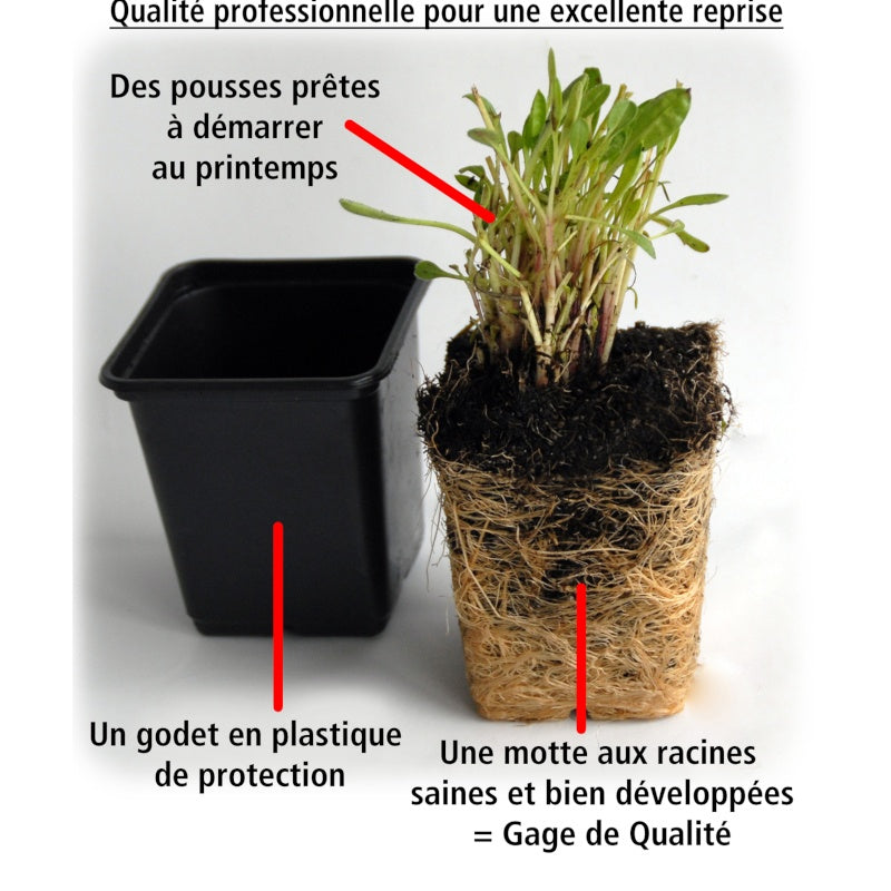 6 Géraniums-lierre rouges - Géranium de balcon - Willemse