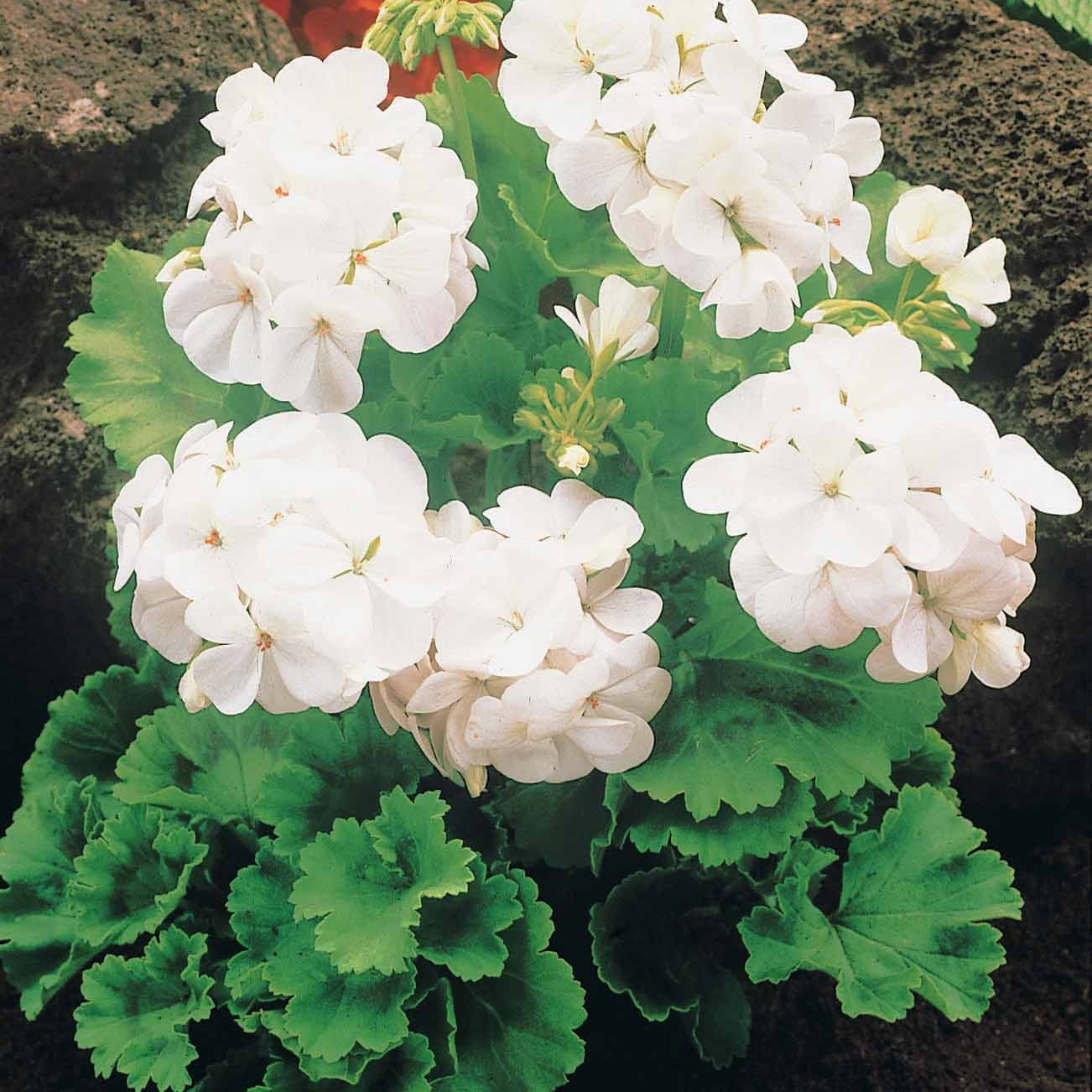 6 Géraniums à massifs blancs - Pelargonium zonale - Willemse
