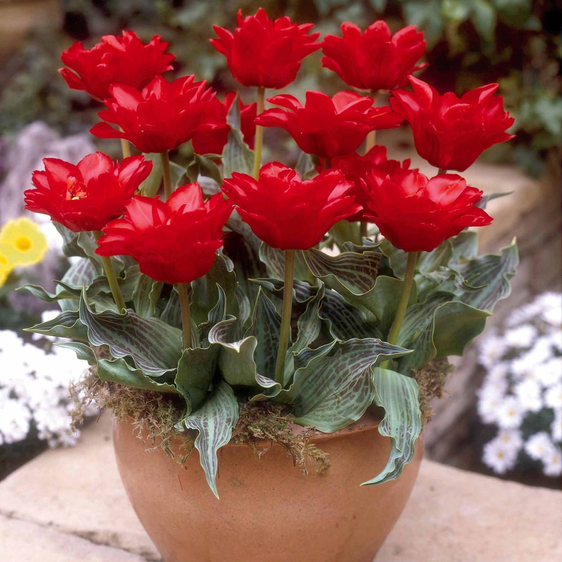 Tulipa greigii chaperon rouge double - 10 Tulipes Chaperon Rouge Double - Tulipe