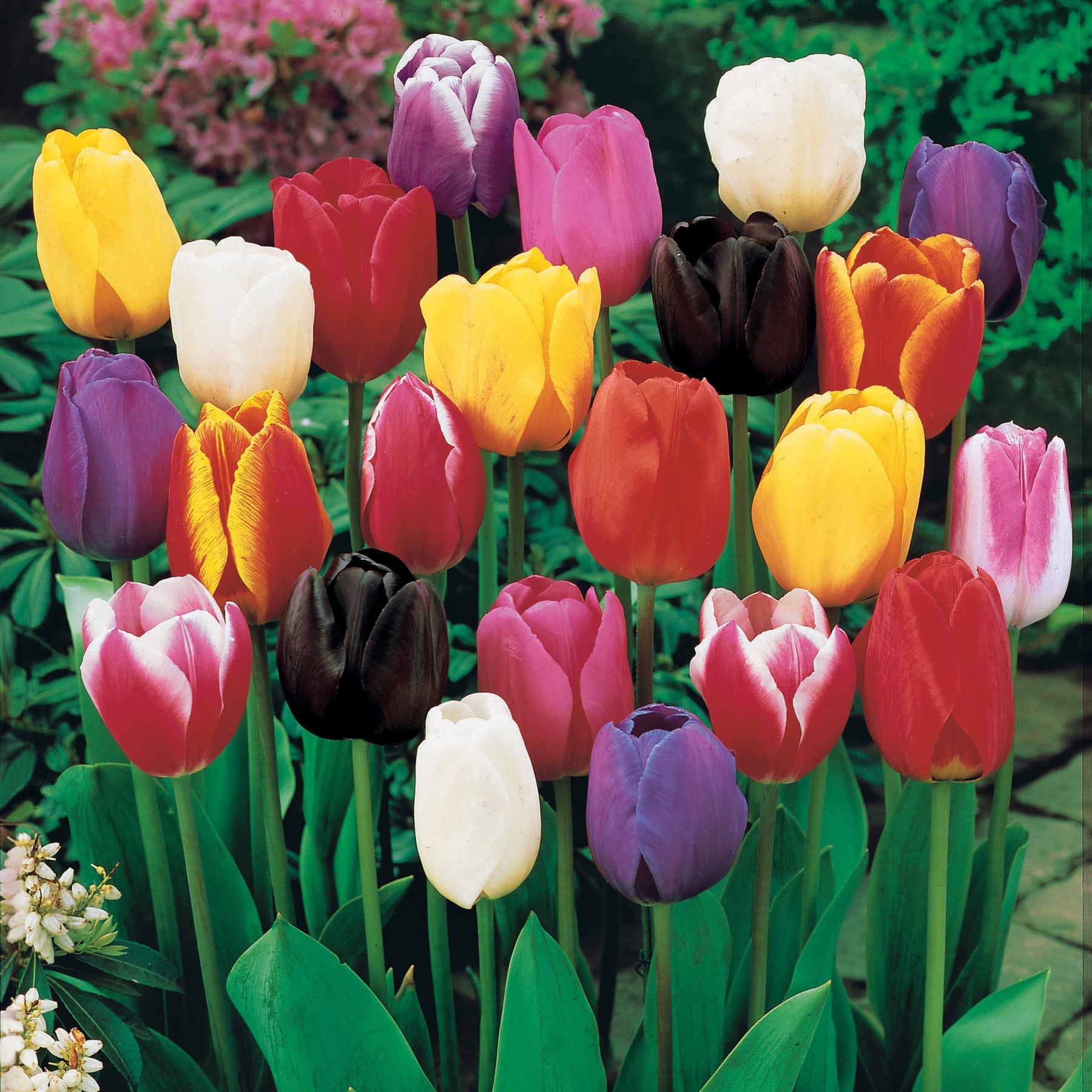 75 Tulipes à longues tiges en mélange - Tulipa - Willemse