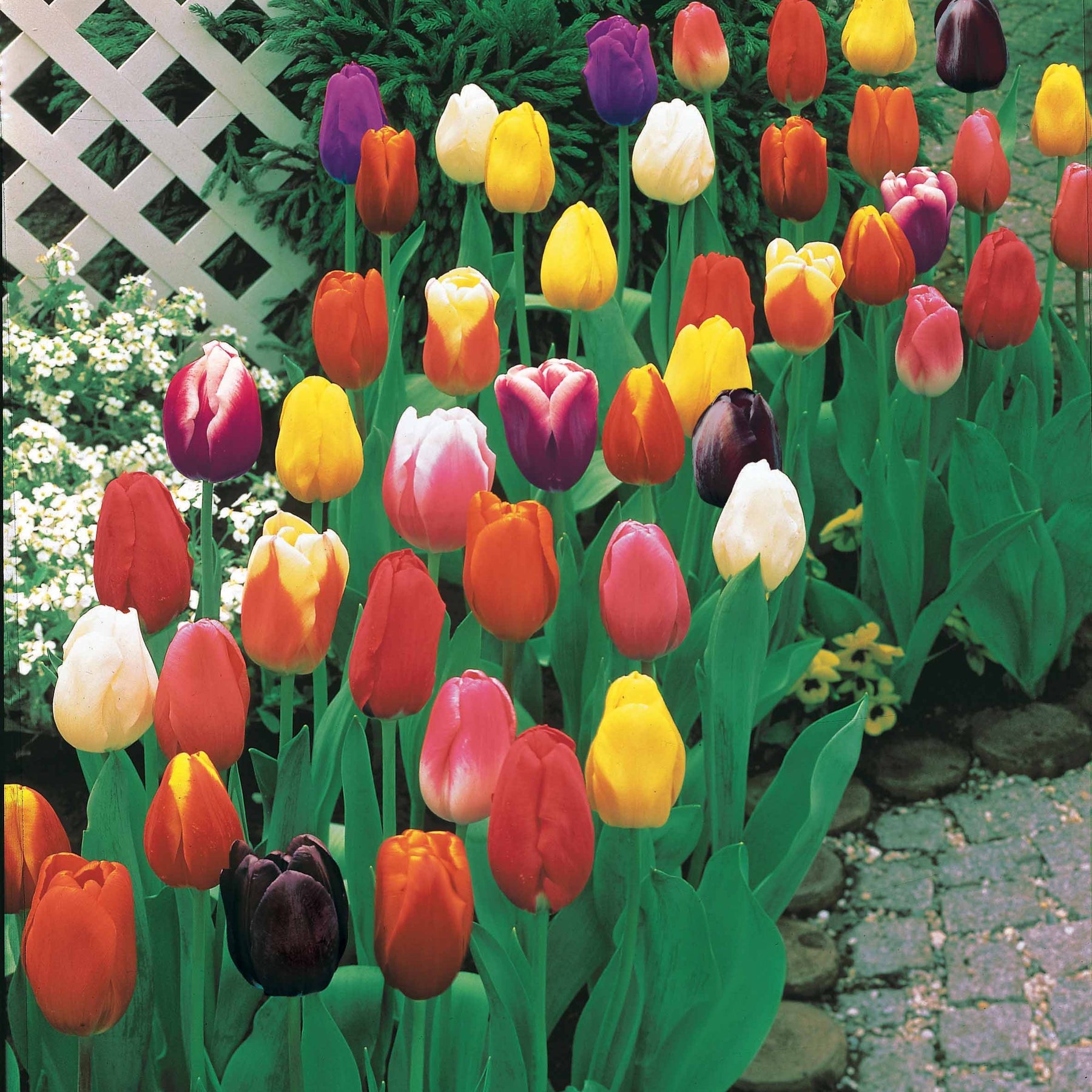Tulipa - 75 Tulipes à longues tiges en mélange - Tulipe