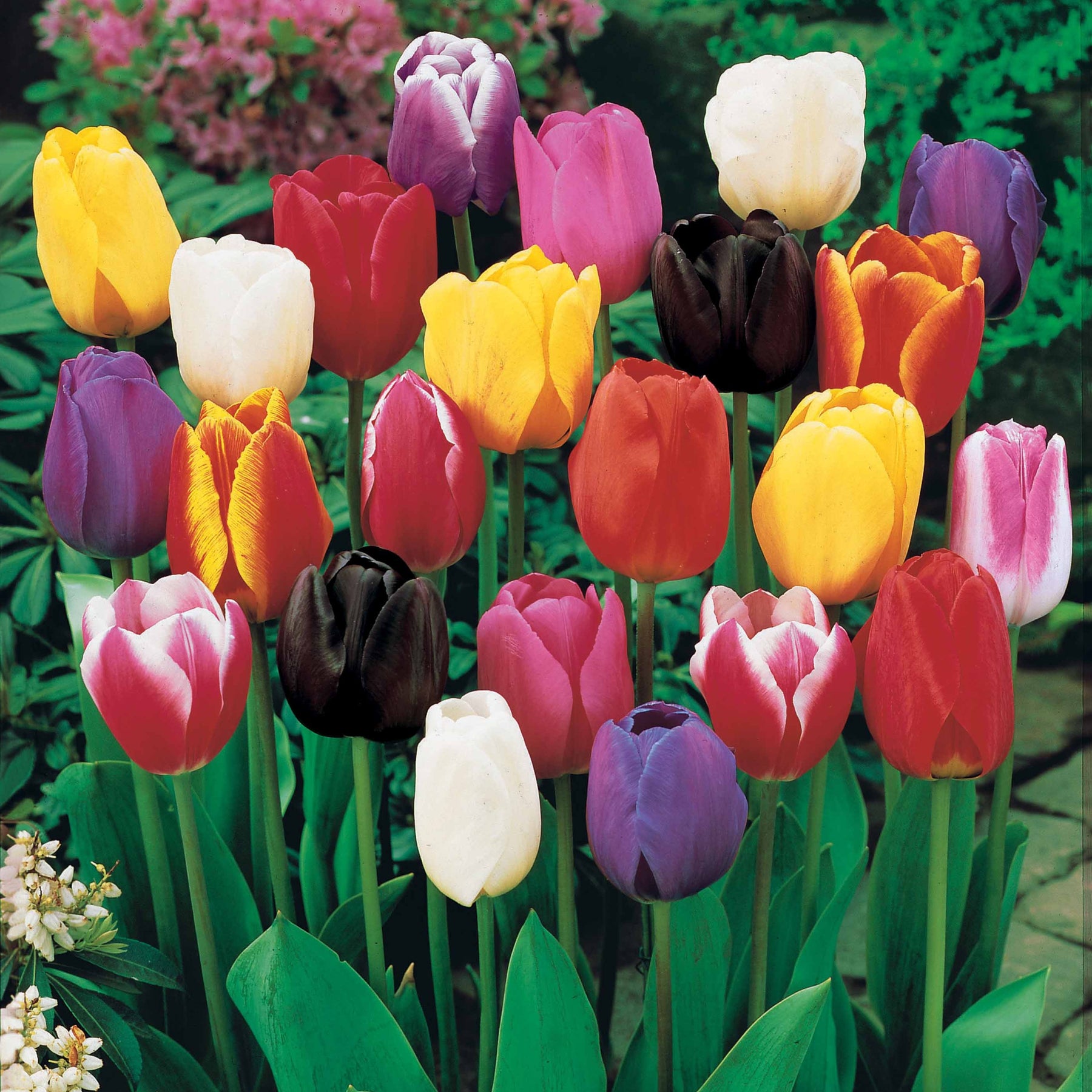50 Tulipes à longues tiges en mélange - Tulipa - Willemse