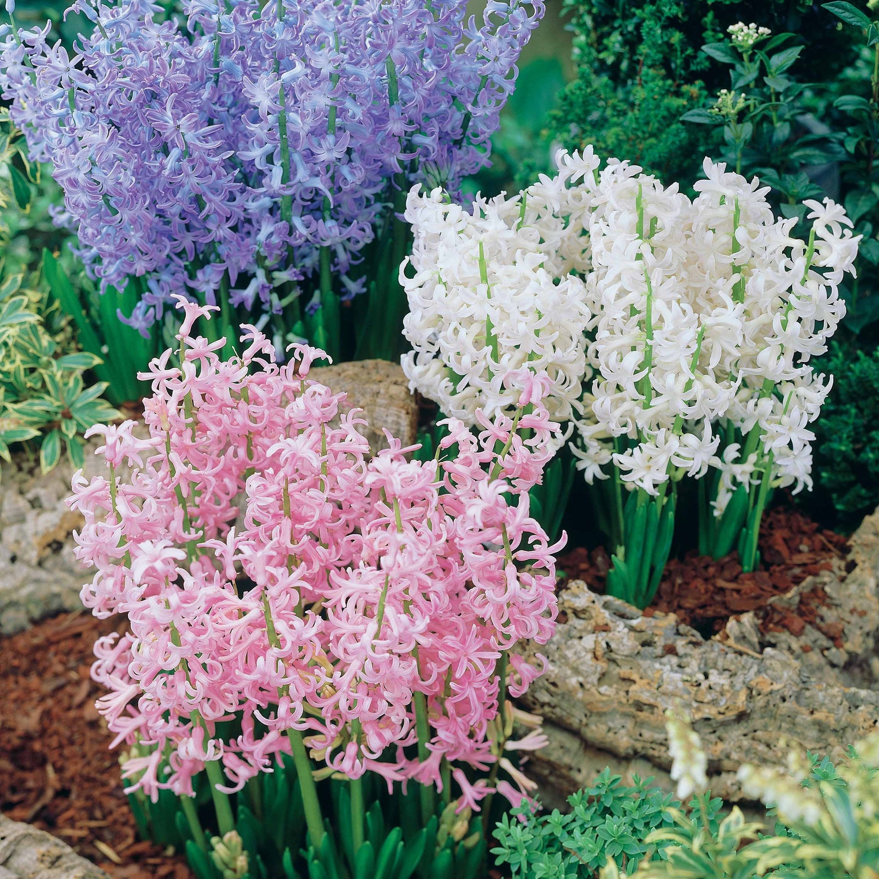 9 jacinthes multiflores Festival (3 bleues + 3 blanches - Willemse