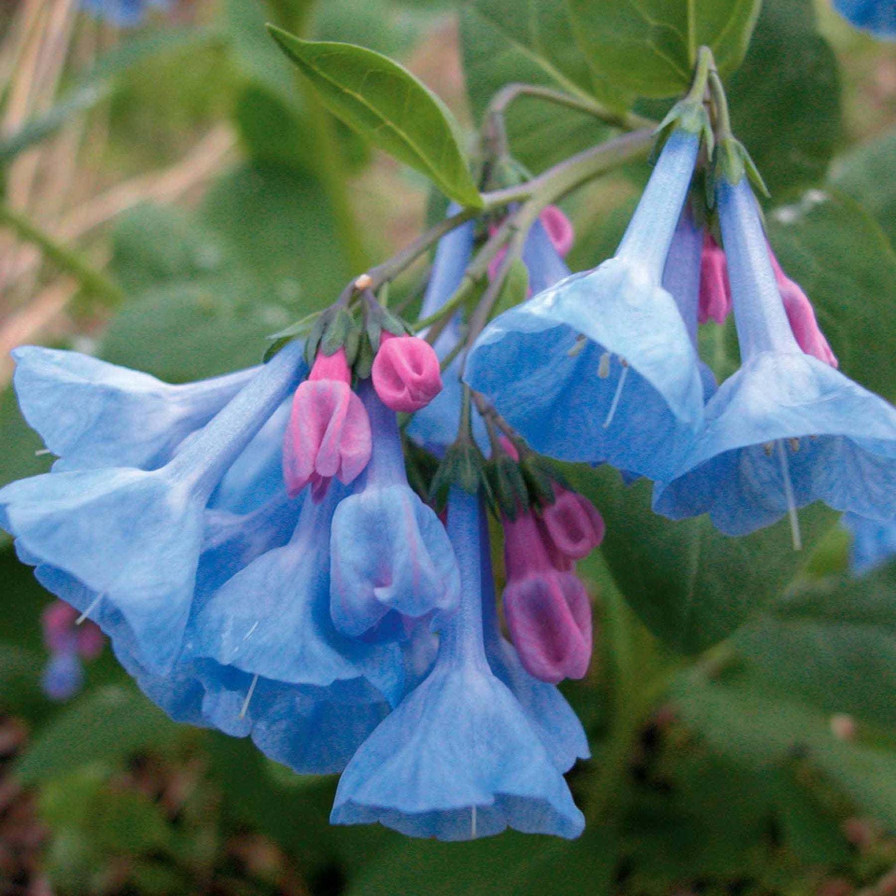 3 Mertensias bleues - Willemse