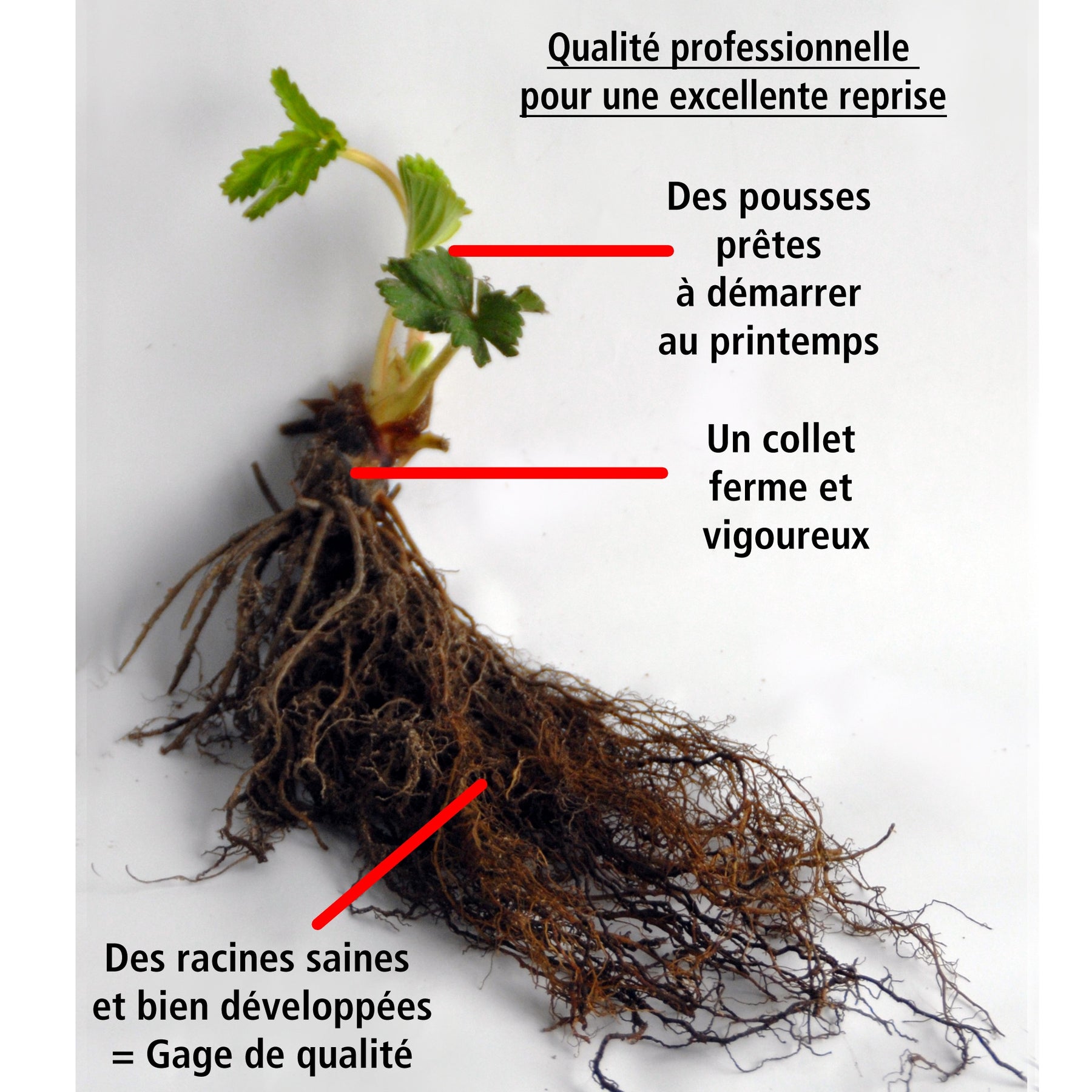 40 Fraisiers non remontants Gariguette - Fragaria gariguette - Willemse
