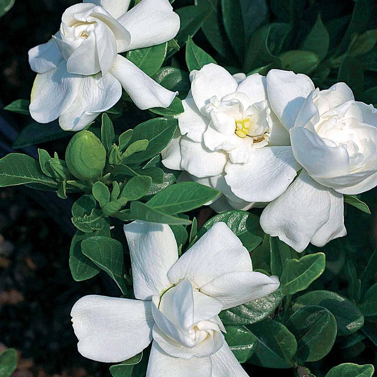 Gardenia jasminoides crown jewel - Le Gardénia de jardin - Arbustes à feuillage persistant