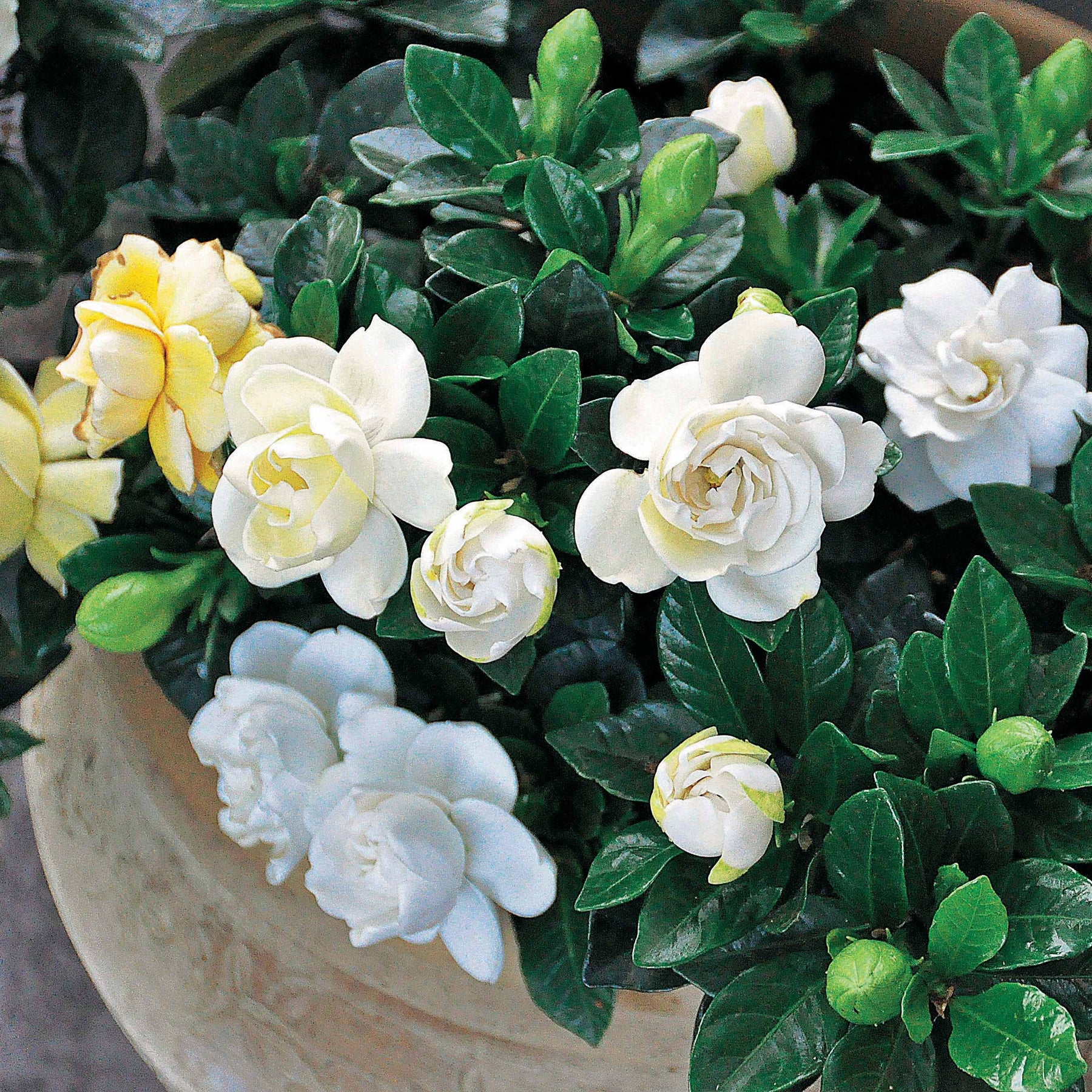 Arbustes à feuillage persistant - Le Gardénia de jardin - Gardenia jasminoides crown jewel